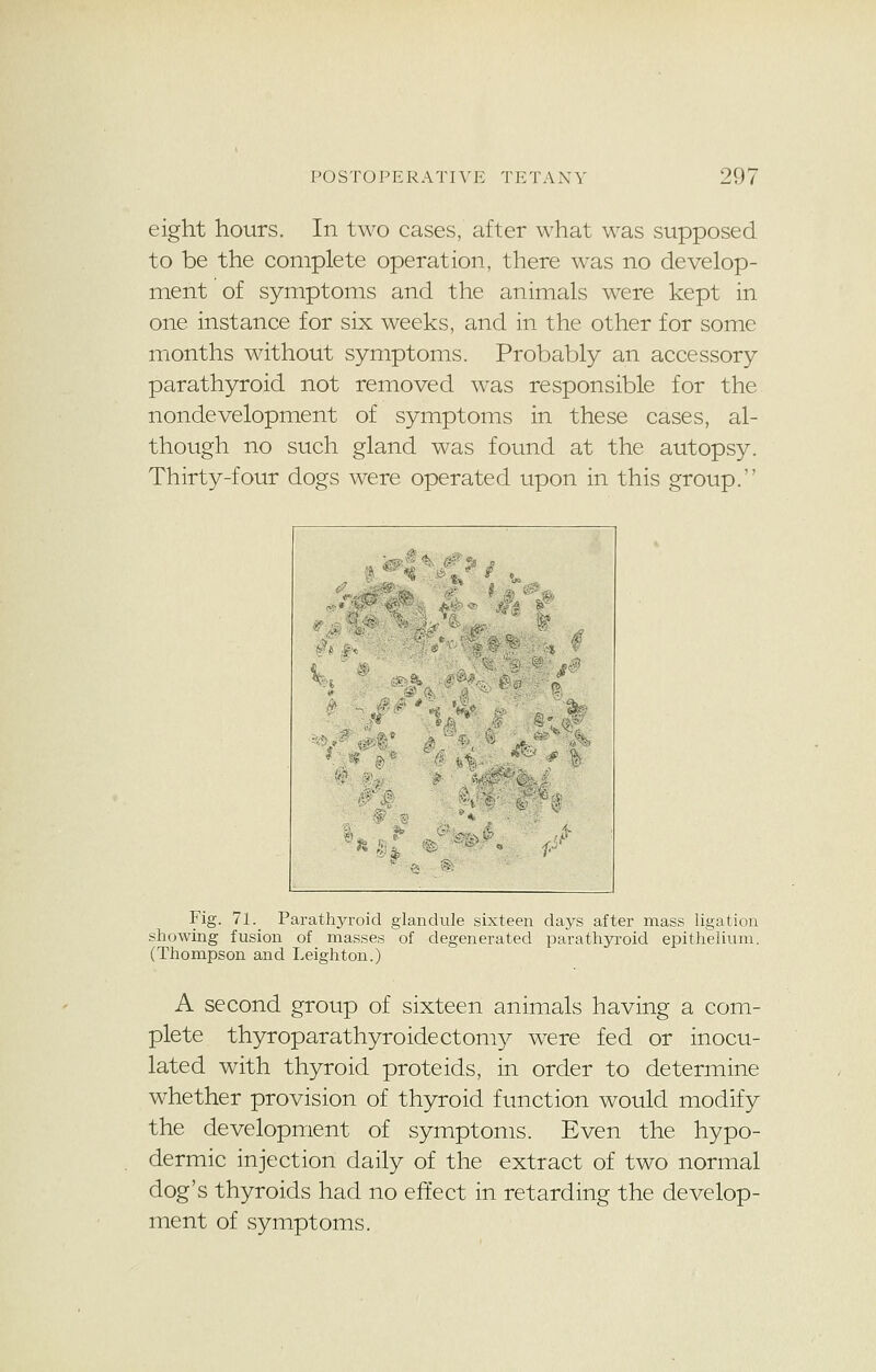 eight hours. In two cases, after what was supposed to be the complete operation, there was no develop- ment of symptoms and the animals were kept in one instance for six weeks, and in the other for some months without symptoms. Probably an accessory parathyroid not removed was responsible for the nondevelopment of symptoms in these cases, al- though no such gland was found at the autopsy. Thirty-four dogs were operated upon in this group. i /}> ,'.? ,?■ ' ' ' %*! ; ... a% >^ '- & p ■. * !S? & G ■-1  ^» S i_ ''5: ...Jjg iP Fig. 71. Parathyroid glandule sixteen days after mass ligation showing fusion of masses of degenerated parathyroid epithelium. (Thompson and Leighton.) A second group of sixteen animals having a com- plete thyroparathyroidectomy were fed or inocu- lated with thyroid proteids, in order to determine whether provision of thyroid function would modify the development of symptoms. Even the hypo- dermic injection daily of the extract of two normal dog's thyroids had no effect in retarding the develop- ment of symptoms.