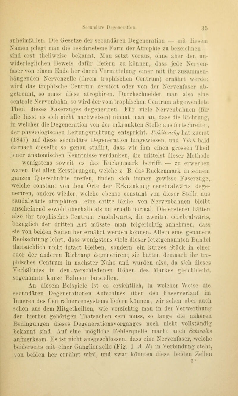 Srcuiidäre Dej^emratiuii. ;^f). auheimtalh'ii. I >ie Gesetze der secundären Degeueiation — mit die.-seiii Xameii i)tlegt man die beschriebene Form der Atrophie zu bezeichnen — .sind eist thtMlweist^ bekannt. Man setzt voraus, ohne aber den un- widerleglichen Heweis dafür liefern zu können, dass jede Nerven- faser von einem Ende her durch Vermittelung einer mit ihr zusammen- hängenden Nervenzelle (ihrem trophischen Centrum) ernährt werde; wird das trophische Ceutrum zerstört oder von der Nervenfaser ab- getrennt, so muss diese atrophiren. Durchschneidet man also eine entrale Nervenbahn, so wird dervomtrophischen Centrum abgewendete Theil dieses Faserzuges degenerireu. Für viele Nervenbahnen (für alle lässt es sich nicht nachweisen) nimmt man an, dass die Richtung, in welcher die Degeneration von der erkrankten Stelle aus fortschreitet, der physiologischen Leitungsrichtung entspricht. Rokitnnshj hat zuerst (1847) auf diese secuudäre Degeneration hingewiesen, und Türk bald darnach dieselbe so genau studirt, dass wir ihm einen grossen Theil jener anatomischen Kenntnisse verdanken, die mittelst dieser Methode — wenigstens soweit es das Eückenmark betrifft — zu erwerben waren. Bei allen Zerstörungen, welche z. B. das Rückenmark in seinem ganzen Querschnitte tretfeu, finden sich immer gewisse Faserzüge, w^elche constant von dem Orte der Erkrankung cerebrahvärts dege- nerireu, andere wieder, welche ebenso constant von dieser Stelle aus caudalwärts atrophiren; eine dritte Reihe von Nervenbahnen bleibt anscheinend sowohl oberhalb als unterhalb normal. Die ersteren hätten also ihr trophisches Centrum caudalwärts, die zweiten cerebrahvärts, bezüglich der dritten Art müsste man folgerichtig annehmen, dass sie von beiden Seiten her ernährt w^erden können. Allein eine genauere Beobachtung lehrt, dass wenigstens viele dieser letztgenannten Bündel thatsächlich nicht intact bleiben, sondern ein kurzes Stück in einer oder der anderen Richtung degeneriren; sie hätten demnach ihr tro- phisches Centrum in nächster Nähe und würden also, da sich dieses Verhältniss in den. verschiedenen Höhen des Mai'kes gleichbleibt, sogenannte kurze Bahnen darstellen. An diesem Beispiele ist es ersichtlich, iu welcher ^^'eise die secundären Degenerationen Aufschluss über den Faserverlauf im Inneren des Centralnervensystems liefern können; wir sehen aber auch <(:\\o\\ aus dem Mitgetheilten. wie vorsichtig man in der Verwerthung der hierher gehörigen Thatsachen sein muss, so lange die näheren Bedingungen dieses Degenerationsvorgauges noch nicht vollständig bekannt sind. Auf eine mögliche Fehlenjuelle macht auch Schicalbe aufmerksam. Es ist nicht ausgeschlossen, dass eine Nervenfaser, welche beiderseits mit einer Ganglienzelle (Fig. 1 Ä B) in Verbindung steht, von beiden her ernährt wird, und zwar könnten diese beiden Zellen 3*