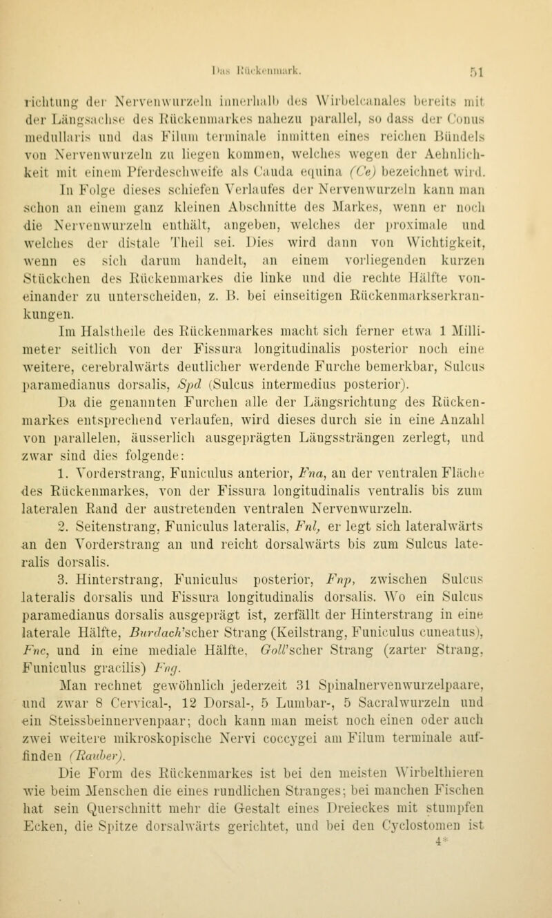 I>;i> l.'iirkriilii;iik. f)l riclitiiiif^ der Nerveiiwurzclu iniiciiiall) des Wirlnilcanahis bereits mit der Länf^sachse des h'ückenniarkes ualiezu parallel, so dass der Conus medullaris iiiul das Filmii terminale inmitten eines reichen Bündels von Xervenwurzt'ln zu Heuen kommen, welches wegen der Aehnlich- keit mit einem Pt'erdeschweife als Cauda e([uina (CeJ bezeichnet wii'd. In Folge dieses schiefen Verlaufes der Nervenwurzeln kann man schon an einem ganz kleinen Absclinitte des Markes, wenn er noch die Nervenwurzeln enthält, angeben, welches der i)iüximale und welches der distale Theil sei. Dies wird dann von Wichtigkeit, wenn es sich darum handelt, an einem voil legenden kurzen »Stückchen des Eückeumarkes die linke und die rechte Hälfte von- einander zu unterscheiden, z. B. bei einseitigen Rückenmarkserkrau- kungen. Im Halstheile des Rückenmarkes macht sich ferner etwa 1 Milli- meter seitlich von der Fissura longitudinalis posterior noch eine weitere, cerebralwärts deutlicher werdende Furche bemerkbar, Sulcus paramedianus dorsalis, Spd (Sulcus intermedius posterior). Da die genannten Furchen alle der Längsrichtung des Rücken- markes entsprechend verlaufen, wird dieses durch sie in eine Anzahl von parallelen, äusserlich ausgeprägten Längssträngen zerlegt, und zwar sind dies folgende: 1. Vorderstrang, Funiculus anterior, Fna, an der ventralen Fläche des Rückenmarkes, von der Fissura longitudinalis ventralis bis zum lateralen Rand der austretenden ventralen Nervenwurzeln. 2. Seitenstrang, Funiculus lateralis, Fnl, er legt sich lateralwärts an den Vorderstrang an und reicht dorsalwärts bis zum Sulcus late- ralis dorsalis. 3. Hinterstrang, Funiculus posterior, Fnp, zwischen Sulcus lateralis dorsalis und Fissura longitudinalis dorsalis. Wo ein Sulcus paramedianus dorsalis ausgei)rägt ist, zerfällt der Hinterstrang in eine laterale Hälfte, Burdach'adier Strang (Keilstrang, Funiculus cuneatus), Fnc, und in eine mediale Hälfte, GoWsdier Strang (zarter Strang, Funiculus gracilis) Fng. Man rechnet gewöhnlich jederzeit 31 Spiualnervenwurzelpaare, und zwar 8 Cervical-, 12 Dorsal-, 5 Lumbar-, 5 Sacralwurzeln und ein Steissbeinnervenpaar; doch kann man meist noch einen oder auch zwei weitere mikroskopische Nervi coccygei am Filum terminale auf- finden (Raule)-). Die Form des Rückenmarkes ist bei den meisten Wirbelthieren wie beim Menschen die eines rundlichen Stranges; bei manchen Fischen hat sein Querschnitt mehr die Gestalt eines Dreieckes mit stumpfen Ecken, die Spitze dorsalwärts gerichtet, und bei den Cyclostomen ist