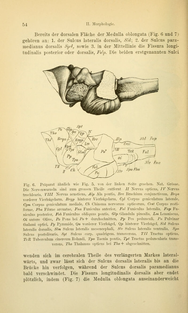Bereits der dorsalen Fläche der Medulla oblongata (Fig. 6 und 7) gehören an: 1. der Sulcus lateralis dorsalis, Sld\ 2. der Sulcus para- medianus dorsalis Spfl, sowie 3. in der Mittellinie die Fissura longi- tudinalis posterior oder dorsalis, Fslp. Die beiden erstgenannten Sulci Slv Fna Fig. 6. Präparat ähnlich wie Fig. 5, von der linken Seite gesehen. Nat. Grösse. Die NeiTenwurzeln sind zum gi'ossen Theile entfernt II Nervus opticus, 7 V Nervus trochlearis, VIII Nervus acusticus, Alp Ala pontis, Brc Brachium conjunctivum, Brqa vorderer Vierhügelarra, Brqp hinterer Yierhügelann, Cgi Corpus geniculatum laterale, Cgm Corpus geniculatum mediale, Ch Chiasma nervoruni opticorum, Crst Corpus resti- forme, Fha Fibrae arcuatae, Fna Funiculus anterior, Fnl Funieulus lateralis. Fnp Fu- niculus posterior, Foh Funiculus obliquus pontis, Glp Glandula pinealis, Lm Lemniscus, Oi untere Olive, Po Pons bei Po + durchschnitten, Pp Pes pedunculi. Pu Pulvinar thalami optici, Py Pyramide, Qa vorderer Vierhügel, Qp hinterer Vierhügel, Sld Sulcus lateralis dorsalis, Slm Sulcus lateralis mesencephali, SJv Sulcus lateralis ventralis, Spo Sulcus postolivaris, Sgt Sulcus corp. quadrigem. transversus, TU Tractus opticus, TcR Tuberculum cinereum Eolandi, Tpo Taenia pontis, Tpt Tractus peduncularis trans- versus, Tho Thalamus opticus bei Tho + abgeschnitten. wenden sich im cerebralen Theile des verlängerten Markes lateral- wärts, und zwar lässt sich der Sulcus dorsalis lateralis bis an die Brücke hin verfolgen, während der Sulcus dorsalis paramedianus bald verschwindet. Die Fissura longitudinalis dorsalis aber endet plötzlich, indem (Fig. 7) die Medulla oblongata auseinanderweicht