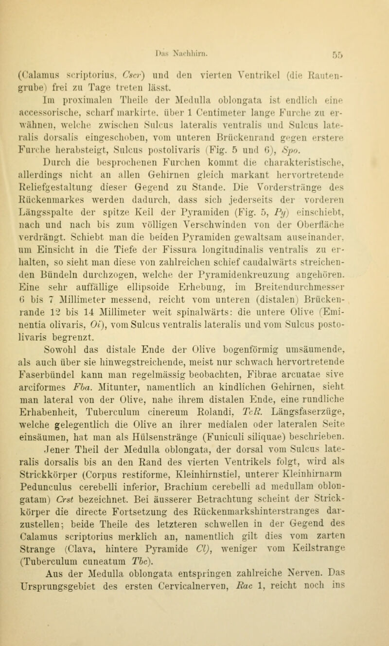 (ralamus scriptorius, Cscv) und den vierten Ventrikel (die Rauten- grube) frei zu Tage treten lässt. Im proximalen Theile der Medulla oblongata ist endlich eine accessorische, scharf markirte, über 1 Centimeter lange Furche zu er- wähnen, welche, zwischen Sulcus lateralis ventralis und Sulcus late- ralis dorsalis eingeschdben, vom unteren Brückeurand gegen erstere Furche herabsteigt, Sulcus postolivaris (Fig. 5 und G), üSpo. Durch die bespnxdienen Furchen kommt die chai-akteristische, allerdings nicht an allen Gehirnen gleich markant hervortretende Reliefgestaltung dieser Gegend zu Stande. Die Vorderstränge des Rückenmarkes werden dadurch, dass sich jederseits der vorderen Längsspalte der spitze Keil der Pyramiden (Fig. 5, Py) einschiebt, nach und nach bis zum völligen Verschwinden von der Oberfläche verdrängt. Schiebt man die beiden Pyramiden gewaltsam auseinander, um Einsicht in die Tiefe der Fissura longitudinalis ventralis zu er- halten, so sieht man diese von zahlreichen schief caudahvärts streichen- den Bündeln durchzogen, welche der Pyramidenkreuzuug angehören. Eine sehr auffällige ellipsoide Erhebung, im Breitendurchmesser 6 bis 7 Millimeter messend, reicht vom unteren (distalen) Brücken- rande 12 bis 14 Millimeter weit spinalwärts: die untere Olive TEmi- nentia olivaris, Oi), vom Sulcus ventralis lateralis und vom Sulcus posto- livaris begrenzt. Sowohl das distale Ende der Olive bogenförmig umsäumende, als auch über sie hinwegstreichende, meist nur schwach hervortretende Faserbündel kann man regelmässig beobachten, Fibrae arcuatae sive arciformes Fha. Mitunter, namentlich an kindlichen Gehirnen, sieht man lateral von der Olive, nahe ihrem distalen Ende, eine rundliche Erhabenheit, Tuberculum cinereum Rolandi, TcR. Längsfaserzüge, welche gelegentlich die Olive an ihrer medialen oder lateralen Seite einsäumen, hat man als Hülsenstränge (Funiculi siliquae) beschrieben. Jener Theil der Medulla oblongata, der dorsal vom Sulcus late- ralis dorsalis bis an den Rand des vierten Ventrikels folgt, wird als Strickkörper (Corpus restiforme. Kleinhirnstiel, unterer Kleinhirnarm Pedunculus cerebelli inferior, Brachium cerebelli ad medullam oblon- gatam) Crst bezeichnet. Bei äusserer Betrachtung scheint der Strick- körper die directe Fortsetzung des Rückenmarkshinterstranges dar- zustellen; beide Theile des letzteren schwellen in der Gegend des Calamus scriptorius merklich an, namentlich gilt dies vom zarten Strange (Clava, hintere Pyramide Cl), weniger vom Keilstrange (Tuberculum cuneatura The). Aus der Medulla oblongata entspringen zahlreiche Nerven. Das ürsprungsgebiet des ersten Cervicalnerven, Eac 1, reicht noch ins