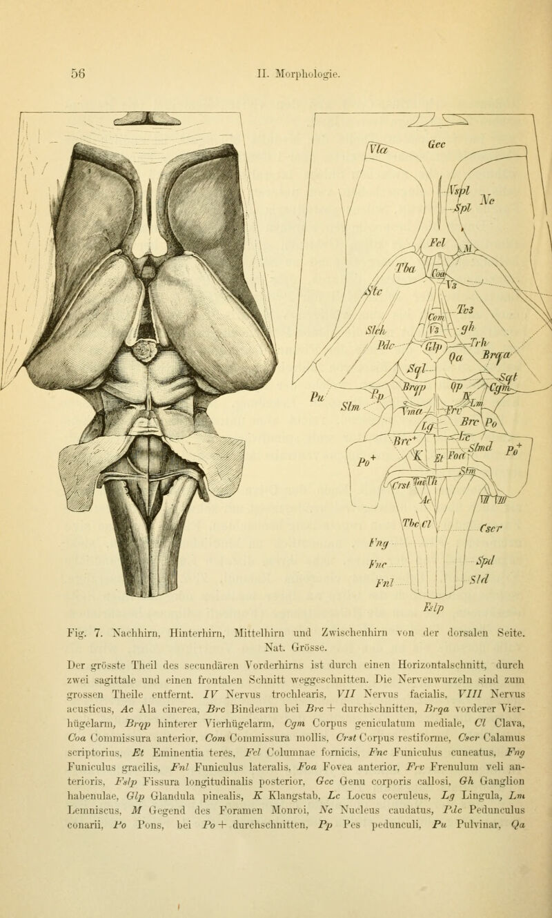 Fig. 7. Xachhirn. Hinterhini, Mittelhini und Zwischenlürn von der dorsalen Seite. Nat. Grösse. Der grösste Tlieil des secundären Vorderhirns ist durch einen Horizontalschnitt, durch zwei sagittale und einen frontalen Schnitt weggeschnitten. Die Nervenwurzeln sind zum grossen Theile entfernt. IV Nervus trochlearis, VII Nervus facialis. VIII Nervus acusticus, Ac Ala cinerea, Brc Bindearm bei Brc + durchschnitten, Brqa vorderer Vier- hügelarm, Brqp hinterer Vierhügelarm, Cgm Corpus geniculatum mediale, Cl Clava, Coa Commissura anterior. Com Commissura mollis, Crst Corpus restifonne, Csc7- Calamus scriptorius. Et Eminentia teres, Fd Columnae fornicis, Fnc Funiculus cuneatus, Fnp Funiculus gracilis, Fnl Funiculus lateralis. Foa Fovea anterior. Frv Frenulum veli an- terioris, Fslp Fissura longitudinalis posterior, Gcc Genu corporis callosi, Gh Ganglion habenulae, Glp Glandula pinealis, K Klangstab, Lc Locus coeruleus. Lg Lingula, Lm Lemniscus. M Gegend des Foramen Monroi, Nc Nucleus caudatus, Pdc Pedunculus conarii, Fo Pons, bei Po + durchschnitten, Pp Pes pedunculi, Pu Pulvinar, Qa