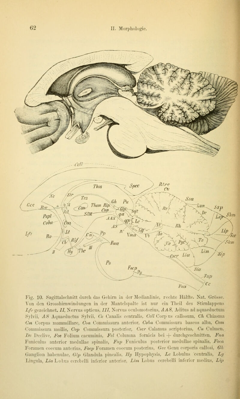 **% h$'ni^ Fig. 10. Öagittalschuitt durch das Gehirn in der Medianlinie, rechte Hälfte. Nat. Grösse. Von den Grosshirnwindungen in der Mantelspalte ist nur ein Tlieil des Stirnlappens i//'gezeichnet. //, ]S^ervus opticus. ///, Nervus oculomotorius, AAS, Aditus ad aquaeductuni »Sylvii, AS Aquaeductus Sylvii, Cc Canalis centralis, Cell Corp us callosuni, Ch Chiasma Cm Corpus mammillare, Coa Commissura anterior, Coha Commissura baseos alba. Com •Conimissura moUis, Cojp Commissura posterior, Cscr Calamus scriptorius, Ca Culmen. Bc Declive, Fcc Folium cacuminis, Fol Columna fornicis bei + durchgeschnitten, Fna Funiculus anterior medullae spinalis, Fnp Funiculus posterior meduUae spinalis, Foca Foramen coecum anterius, Focp Foramen coecum posterius, Gcc Genu corporis callosi. Oh Ganglion habenulae, Qlp Glandula pinealis, Hy Hvpophysis, Lc Lobulus centralis. Lg Lingula, iiaLoLus cerebelli inferior anterior, Lim Lobus cerebelli inferior medius, Lip 1