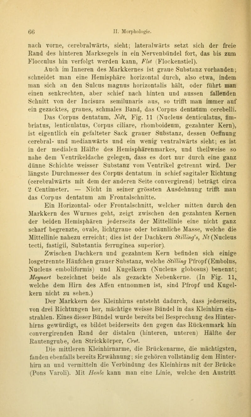 nach vorne, cerebralwärts, sieht; lateralwärts setzt sich der freie Rand des hinteren Marksegels in ein Nervenbündel fort, das bis zum Flocculus hin verfolgt werden kann, Flst (Flockenstiel). Auch im Inneren des Markkernes ist graue Substanz vorhanden; schneidet man eine Hemisphäre horizontal durch, also etwa, indem man sich an den Sulcus magnus horizontalis hält, oder führt man einen senkrechten, aber schief nach hinten und aussen fallenden Schnitt von der Incisura semilunaris aus, so trifft man immer auf ein gezacktes, graues, schmales Band, das Corpus dentatum cerebelli. Das Corpus dentatum, Ndt, Fig. 11 (Nucleus denticulatus, fim- briatus, lenticulatus, Corpus ciliare, rhomboideum, gezahnter Kern), ist eigentlich ein gefalteter Sack grauer Substanz, dessen Oeffnung cerebral- und median wärts und ein wenig ventralwärts sieht; es ist in der medialen Hälfte des Hemisphärenmarkes, und theilweise so nahe dem Ventrikeldache gelegen, dass es dort nur durch eine ganz dünne Schichte weisser Substanz vom Ventrikel getrennt wird. Der längste Durchmesser des Corpus dentatum in schief sagitaler Richtung (cerebralwärts mit dem der anderen Seite convergirend) beträgt circa 2 Centimeter. — Nicht in seiner grössten Ausdehnung trifft man das Corpus dentatum am Frontalschnitte. Ein Horizontal- oder Frontalschnitt, welcher mitten durch den Markkern des Wurmes geht, zeigt zwischen den gezahnten Kernen der beiden Hemisphären jederseits der Mittellinie eine nicht ganz scharf begrenzte, ovale, lichtgraue oder bräunliche Masse, welche die Mittellinie nahezu erreicht; dies ist der Dachkern Stilling's, iV« (Nucleus tecti, fästigii, Substantia ferruginea superior). Zwischen Dachkern und gezahntem Kern befinden sich einige losgetrennte Häufchen grauer Substanz, welche StilUng Pfropf (Embolus, Nucleus emboliformis) und Kugelkern (Nucleus globosus) benennt; Meynert bezeichnet beide als gezackte Nebenkerne. (In Fig. 11,. welche dem Hirn des Affen entnommen ist, sind Pfropf und Kugel- kern nicht zu sehen.) Der Markkern des Kleinhirns entsteht dadurch, dass jederseits,^ von drei Richtungen her, mächtige weisse Bündel in das Kleinhirn ein- strahlen. Eines dieser Bündel wurde bereits bei Besprechung des Hinter- hirns gewürdigt, es bildet beiderseits den gegen das Rückenmark hin convergirenden Rand der distalen (hinteren, unteren) Hälfte der Rautengrube, den Strickkörper, Crst. Die mittleren Kleinhirnarme, die Brückenarme, die mächtigsten, fanden ebenfalls bereits Erwähnung; sie gehören vollständig dem Hinter- hirn an und vermitteln die Verbindung des Kleinhirns mit der Brücke (Pons Varoli). Mit Henle kann man eine Linie, welche den Austritt