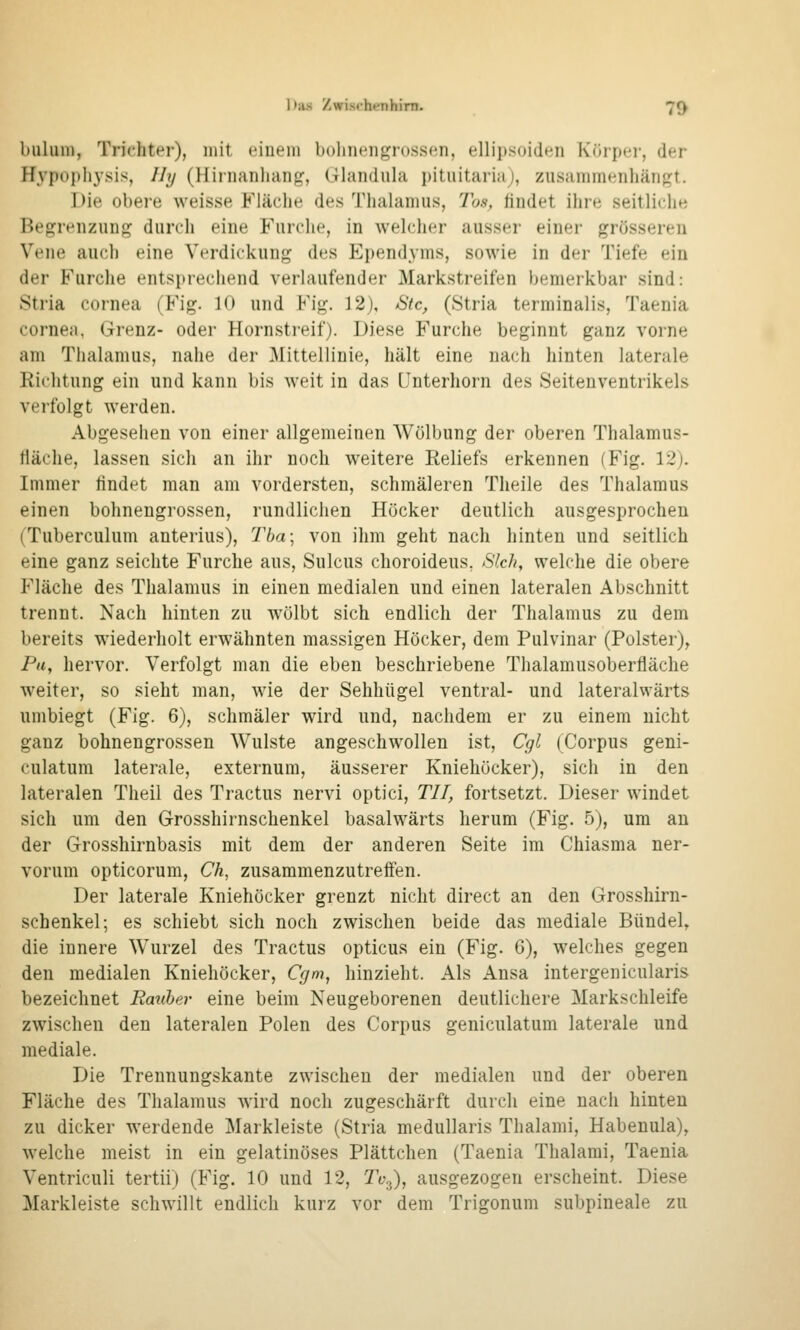 bulum, Trichter), mit einem bolinengrossen, ellipsoiden Koipci-, der Hypopliysis, Ily (llirnanhang', (Tlandula pituitaria;, zusaiiiinenliäiif^t. Die obere weisse Fläche des Thalamus, Tos, findet ihre seitliche Begrenzung durch eine Furche, in welcher ausser einer grösseren Vene auch eine Verdickung des Ependyms, sowie in der Tiefe ein der Furche entsprechend verlaufender Markstreifen bemerkbar sind: Stria Cornea (Fig. 10 und Fig. 12), Stc, (Stria terminalis, Taenia Cornea, Grenz- oder Hornstreif). Diese Furche beginnt ganz vorne am Thalamus, nahe der Mittellinie, hält eine nach hinten laterale Richtung ein und kann bis weit in das Unterhorn des Seitenventrikels verfolgt werden. Abgesehen von einer allgemeinen AVölbung der oberen Thalamus- tläche, lassen sich an ihr noch weitere Reliefs erkennen (Fig. 12). Immer findet man am vordersten, schmäleren Theile des Thalamus einen bohnengrossen, rundlichen Höcker deutlich ausgesprochen (Tuberculum anterius), Tba\ von ihm geht nach hinten und seitlich eine ganz seichte Furche aus, Sulcus choroideus, Sich, welche die obere Fläche des Thalamus in einen medialen und einen lateralen Abschnitt trennt. Nach hinten zu wölbt sich endlich der Thalamus zu dem bereits wiederholt erwähnten massigen Höcker, dem Pulvinar (Polster), Puy hervor. Verfolgt man die eben beschriebene Thalamusoberfläche weiter, so sieht man, wie der Sehhügel ventral- und lateralwärts umbiegt (Fig. 6), schmäler wird und, nachdem er zu einem nicht ganz bohnengrossen Wulste angeschwollen ist. Cgi (Corpus geni- culatum laterale, externum, äusserer Kniehöcker), sich in den lateralen Theil des Tractus nervi optici, TU, fortsetzt. Dieser windet sich um den Grosshirnschenkel basalwärts herum (Fig. 5), um au der Grosshirnbasis mit dem der anderen Seite im Chiasma ner- vorum opticorum, Ch, zusammenzutreffen. Der laterale Kniehöcker grenzt nicht direct an den Grosshirn- schenkel; es schiebt sich noch zwischen beide das mediale Bündel, die innere Wurzel des Tractus opticus ein (Fig. C), welches gegen den medialen Kniehöcker, Cgm, hinzieht. Als Ansa intergenicularis bezeichnet Rauher eine beim Neugeborenen deutlichere Markschleife zwischen den lateralen Polen des Corpus geniculatum laterale und. mediale. Die Treunungskante zwischen der medialen und der oberen Fläche des Thalamus wird noch zugeschärft durch eine nacli hinten zu dicker werdende Markleiste (Stria medullaris Thalami, Habenula), welche meist in ein gelatinöses Plättchen (Taenia Thalami, Taenia Ventriculi tertii) (Fig. 10 und 12, Tv^), ausgezogen erscheint. Diese Markleiste schwillt endlich kurz vor dem Trigonum subpineale zu
