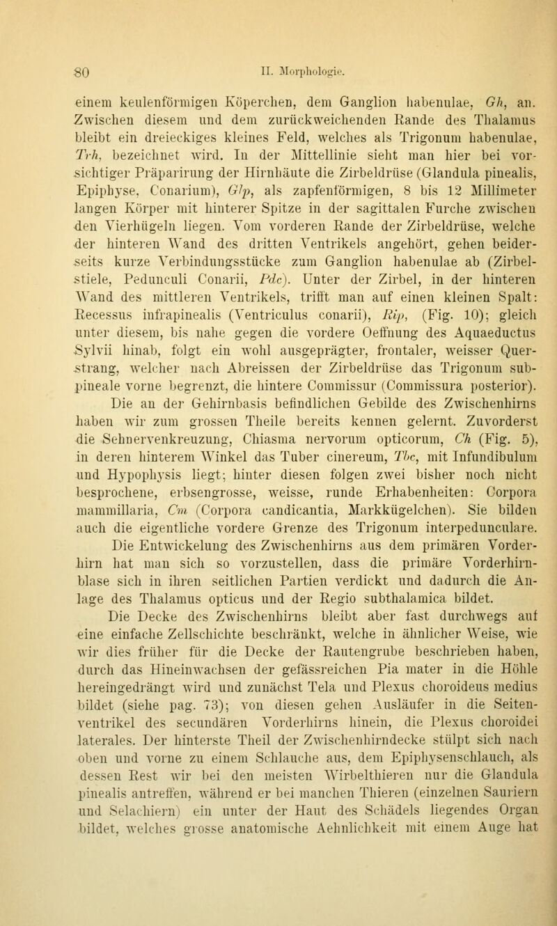 einem keulenförmigen Köperclien, dem Ganglion habennlae, Gh, an. Zwischen diesem und dem zurückweichenden Rande des Thalamus bleibt ein dreieckiges kleines Feld, welches als Trigonum habenulae, Trh, bezeichnet wird. In der Mittellinie sieht man hier bei vor- sichtiger Präparirung der Hirnhäute die Zirbeldrüse (Glandula pinealis, Epipbyse, Conarium), G^i^, als zapfenlörmigen, 8 bis 12 Millimeter langen Körper mit hinterer Spitze in der sagittalen Furche zwischen den Vierhügeln liegen. Vom vorderen Rande der Zirbeldrüse, welche der hinteren Wand des dritten Ventrikels angehört, gehen beider- seits kurze Verbindungsstücke zum Ganglion habenulae ab (Zirbel- stiele, Pedunculi Conarii, Pdc). Unter der Zirbel, in der hinteren Wand des mittleren Ventrikels, trifft man auf einen kleinen Spalt: Recessus infrapinealis (Ventriculus conarii), Rip, (Fig. 10); gleich unter diesem, bis nahe gegen die vordere Oeffnung des Aquaeductus -Sylvii hinab, folgt ein wohl ausgeprägter, frontaler, weisser Quer- 5trang, welcher nach Abreissen der Zirbeldrüse das Trigonum sub- pineale vorne begrenzt, die hintere Commissur (Commissura posterior). Die an der Gehirnbasis befindlichen Gebilde des Zwischenhirns haben wir zum grossen Theile bereits kennen gelernt. Zuvorderst die Sehnervenkreuzung, Chiasma nervorum opticorum, Ch (Fig. 5), in deren hinterem Winkel das Tuber cinereum, Tbc, mit Infundibulum und Hypophj'sis liegt; hinter diesen folgen zwei bisher noch nicht besprochene, erbsengrosse, weisse, runde Erhabenheiten: Corpora mammillaria, Cm. (Corpora candicantia, Markkügelchen). Sie bilden auch die eigentliche vordere Grenze des Trigonum interpeduuculare. Die Entwickelung des Zwischenhirns aus dem primären Vorder- hirn hat man sich so vorzustellen, dass die primäre Vorderhirn- blase sich in ihren seitlichen Pai'tien verdickt und dadurch die An- lage des Thalamus opticus und der Regio subthalamica bildet. Die Decke des Zwischenhirns bleibt aber fast durchwegs auf eine einfache Zellschichte beschränkt, welche in ähnlicher Weise, wie wir dies früher für die Decke der Rautengrube beschrieben haben, durch das Hineinwachsen der gefässreichen Pia mater in die Höhle hereingedrängt wird und zunächst Tela und Plexus choroideus medius bildet (siehe pag. 73); von diesen gehen Ausläufer in die Seiten- ventrikel des secundären Vorderhirns hinein, die Plexus choroidei laterales. Der hinterste Theil der Zwdschenhirndecke stülpt sich nach oben und vorne zu einem Schlauche aus, dem Epiphysenschlauch, als dessen Rest wir bei den meisten Wirbelthieren nur die Glandula pinealis antreffen, während er bei manchen Thieren (einzelnen Sauriern und Selachiern) ein unter der Haut des Schädels liegendes Organ bildet, welches grosse anatomische Aehnlichkeit mit einem Auge hat