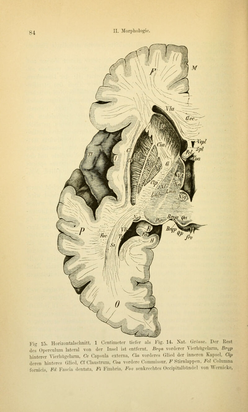 Fit^ 15. Horizontalsclmitt, 1 Centimeter tiefer als Fig. 14. Nat. Grösse. Der Best des Operculum lateral von der Insel ist entfernt. Brqa vorderer Vierhügelarm, Brqp hinterer Vierhügelann, Ce Capsula externa, Cia vorderes Glied der inneren Kapsel, Cip deren hinteres Glied, CZ Clausü-um, Coa vordere Commissur. i^ Stirnlappen, Fol Columna fornicis Fd Fascia dentata, Fi Fimbria, Fo<i senkrechtes Occipitalbündel von Wernicke,