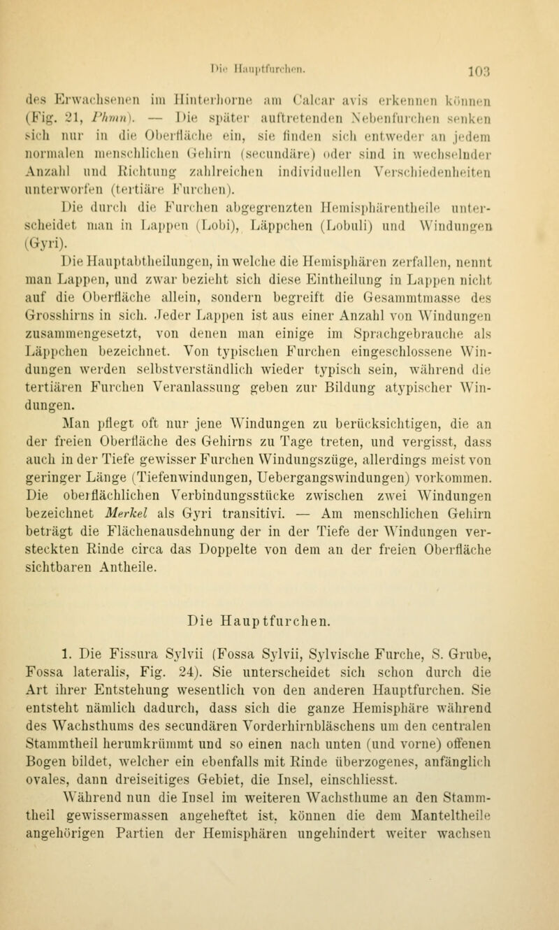 I>i'' ILniiitt'iiivlicri. -[Q^ des Krwiulisciicn im iliiitcilionic, iim (Jalcar avis (Mktuiiicn krmiii;!! (Fig. 21, Phmn). — Die später auftretenden Xebenfiiichen senken sich nur in die OberHäclie ein, sie finden sich entweder an jedem normahMi mensclilichen (ilehiin (secundäre) oder sind in wechselnder Anzahl und Richtung zahlreichen individuelh-n Verschiedenheiten unterworfen (tertiäre Furchen). Die durch die Furclien abgegrenzten Hemisjdiärentlieih' unter- scheidet man in Ijappcn (Lobi), Läppchen (Lobuli) und Windungen (Gyn)- Die Hauptabtheilungen, in welche die Hemisphären zerfallen, nennt man Lappen, und zwar bezieht sich diese Eintheilung in Lappen nicht auf die Oberfläche allein, sondern begreift die Gesammtmasse des Grosshirns in sich. Jeder Lappen ist aus einer Anzahl von Windungen zusammengesetzt, von denen man einige im Sprachgebrauche als Läppchen bezeichnet. Von typischen Furchen eingeschlossene Win- dungen werden selbstverständlich wieder typisch sein, während die tertiären Furchen Veranlassung geben zur Bildung atypischer Win- dungen. Man pflegt oft nur jene Windungen zu berücksichtigen, die an der freien Oberfläche des Gehirns zu Tage treten, und vergisst, dass auch in der Tiefe gewisser Furchen Windungszüge, allerdings meist von geringer Länge (Tiefenwindungen, Uebergangswändungen) vorkommen. Die oberflächlichen Verbindungsstücke zwischen zwei Windungen bezeichnet Merkel als Gyri transitivi. — Am menschlichen Gehirn beträgt die Flächenausdehnung der in der Tiefe der Windungen ver- steckten Rinde circa das Doppelte von dem an der freien Oberfläche sichtbaren Antheile. Die Hauptfurchen. 1. Die Fissura Sylvii (Fossa Sylvii, Sylvische Furche, S. Grube, Fossa lateralis, Fig. 24). Sie unterscheidet sich schon durch die Art ihrer Entstehung wesentlich von den anderen Hauptfurchen. Sie entsteht nämlich dadurch, dass sich die ganze Hemisphäre während des Wachsthums des secundären Vorderhirnbläschens um den centralen Stammtheil herumkrümmt und so einen nach unten (und vorne) off'enen Bogen bildet, welcher ein ebenfalls mit Rinde überzogenes, anfänglich ovales, dann dreiseitiges Gebiet, die Insel, einschliesst. Während nun die Insel im weiteren Wachsthume an den Stamm- theil gewissermassen augeheftet ist, können die dem Manteltheile angehürigen Partien der Hemisphären ungehindert weiter wachsen