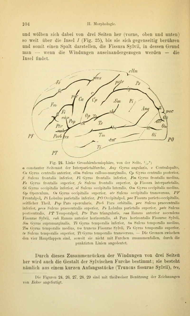 und wölben sich dabei von drei Seiten lier (vorne, oben und unten) so weit über die Insel 1 (Fig. 25), bis sie sich gegenseitig berühren und somit einen Spalt darstellen, die Fissura S\'lvii, in dessen Grund man — wenn die Windungen auseinandergezogen werden — die Insel findet. Ca /Cp / Sm Vi,- \ \ I / 4 VA sl/ ' / \Xvoc Fig. 24r. Linke Grossliimheraisphäre, von der ^^eite. Vs-*,! a constanter Seitenast der Interparietalfurche, Ang Gyrus angularis, c Centralspalte, Ca G}Tus centralis anterior, cllm .Sulcus calloso-marginalis, Cp Gyrus centralis posterior, fi Sulcus frontalis inferior, Fi Gjtus frontalis inferior, Fm Gjtus frontalis medius, Fs Gjtus frontalis superior, fs Sulcus frontalis superior. ip Fissura interparietalis, Oi GjTus occipitalis inferior, ol Sulcus occipitalis lateralis. Om Gjtus occipitalis medius, Op Operculum. Os Gjtus occipitalis superior. otr Sulcus occipitalis transversus, PF Frontalpul, Fi Lobulus parietalis inferior. PO Occipitalpol, poc Fissura parieto-occipitalis, seitlicher TheO, Pop Pars opercularis, Porb Pars orbitalis. x»^*^ Sulcus praecentralis inferior, prcs Sulcus praecentralis superior, Ps Lobulus parietalis superior, pstc Sulcus postcentralis, FT Teniporalpol, Ptr Pars triangularis, raa Eamus anterior ascendens Fissurae Sjlvii, rah Ramus anterior horizontalis, sh Pars horizontalis Fissurae Sjlvii, Sm Gyrus supraniarginalis, Ti Gjrus temporalis inferior, tm Sulcus temporalis medius, Tm Gyrus temporalis medius, (rs ti-uncus Fissurae SyMi. Ts Gjtus temporalis superior, ts Sulcus temporalis superior, Tt Gyrus temporalis ti-ansversus. — Die Grenzen zwischen den vier Hauptlappen sind, soweit sie nicht mit Furchen zusammenfallen, durch die punktirten Linien angedeutet. Durch dieses Zusammenrücken der Windungen von drei Seiten her wird auch die Gestalt der Sylvischen Furche bestimmt; sie besteht nämlich aus einem kurzen Anfangsstücke (Truncus fissurae Sylvii), trs, Die Figuren 24, 26, 27, 28, 29 sind ndt theilweiser Benützung der Zeichnungen von Ecker angefertigt.
