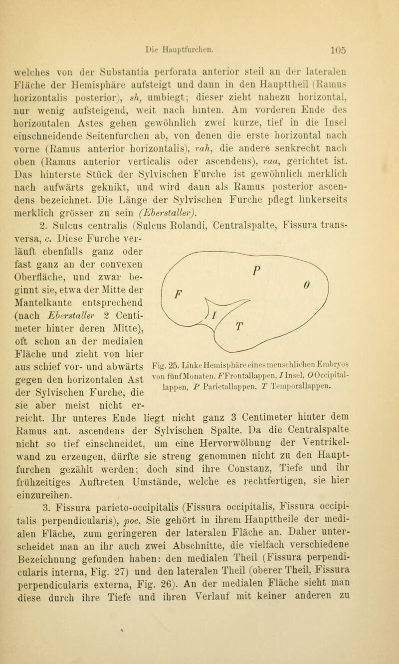 welches vuii der Siib.staiitia i)erI'oratii aiiteiiür steil au der lateialeii Fläche der Heniispliäie aufsteigt uud daiiu in den Haupttheil (Ranius horizontalis posteriorj, sh, umbiegt; dieser zieht nahezu horizontal, nur wenig aulsteigend, weit nach hinten. Am vorderen Ende des horizontalen Astes gehen gewöhnlich zwei kurze, tief in die Insel einschneidende Seitenfurcheu ab, von denen die erste horizontal nacli vorne (l?amus anterior liorizontalis), ruh, die andere senkrecht nach oben (Kamus anterior verticalis oder ascendens), m«, gerichtet ist. Das hinterste Stück der Sylvischen Furche ist gewöhnlich merklich nach aufwärts gekuikt, und wird dann als Ramus posterior ascen- dens bezeichnet. Die Länge der Sylvischen Furche ptiegt linkerseits merklich grösser zu sein (Eherstalter). 2. Sulcus centralis (Sulcus Rolandi, Centralspalte, Fissura trans- versa, c. Diese Furche ver- läuft ebenfalls ganz oder fast ganz an der convexen OberÜäche, und zwar be- ginnt sie, etwa der Mitte der Mantelkante entsprechend (nach EhurstaUer 2 Centi- nieter hinter deren Mitte), oft schon an der medialen Fläche und zieht von hier aus schief vor- und abwärts Fiij. 25. LinkeHemisi.häreeine«uien.schli(.henEml>r.vos gegen den horizontalen Ast von fünfMonaten.FFrontallappen./Insel OOccipital- ° c- 1 • t- T- 1 j- lar.i.en, P Parietallappen. r IVniporallappen. der Sylvischen Furche, die  sie aber meist nicht er- reicht. Ihr unteres Ende liegt nicht ganz 3 Centimeter hinter dem Ramus ant. ascendens der Sylvischen Spalte. Da die Centralspalte nicht so tief einschneidet, um eine Hervorwölbung der Ventrikel- wand zu erzeugen, dürfte sie streng genommen nicht zu den Haupt- furchen gezählt werden; doch sind ihre Constanz, Tiefe und ihr frühzeitiges Auftreten Umstände, welche es rechtfertigen, sie hier einzureihen. 3. Fissura parieto-occipitalis (Fissura occipitalis, Fissura occipi- talis perpendicularis), poc Sie gehört in ihrem Haupttheile der medi- alen Fläche, zum geringeren der lateralen Fläche an. Daher unter- scheidet mau au ihr auch zwei Abschnitte, die vielfach verschiedene Bezeichnung gefunden haben: den medialen Theil (Fissura perpendi- cularis interna, Fig. 27) und den lateralen Theil (oberer Theil, Fissura perpendicularis externa, Fig. 26j. An der medialen Fläche sieht mau diese durch ihre Tiefe und ihren Verlauf mit keiner anderen zu
