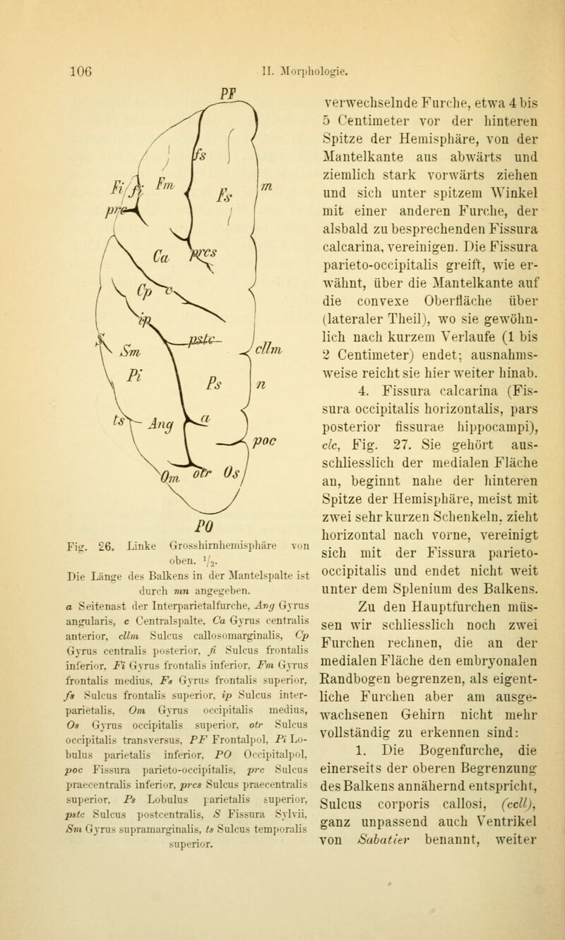 Fie. 26. Linke Grosshiinhemisphäre von oben. 1/2- Die Länge des Balkens in der Mantelspalte ist durch mn angegeben. a Seitenast der Interj^arietalfurche, Avg Gyrus angularis, c Centi-alspalte, Ca Gyrus centralis anterior, cUm Sulcus callosomarginalis, Cp Gyrus centralis posterior, fi Sulcus frontalis inferior, Fi Gyrus frontalis inferior. Fm Gyrus frontalis medius, Fn Gyrus frontalis superiur. fs Sulcus frontalis superior. ip Sulcus inter- parietalis, Om GjiTas occipitalis medius, Os Gyrus occipitalis superior, otr Sulcus occipitalis transversus, PF Frontalpol, Fi Lo- bulus parietalis inferior. PO Occipitalpol, poc Fissura parieto-occipitalis, p7-c Sulcus praecentralis inferior, prcs Sulcus praecentralis superior, Ps Lobulus parietalis superior, pstc Sulcus postcenti'alis, S Fissura Sylvii. Sm Gyrus supramarginalis, ts Sulcus ten3})oralis superior. verwechselnde Furclie, etwa 4 bis 5 Centimeter vor der hinteren Spitze der Hemisphäre, von der Mantelkante aus abwärts und ziemlich stark vorwärts ziehen und sich unter spitzem Winkel mit einer anderen Furche, der alsbald zu besprechenden Fissura calcarina, vereinigen. Die Fissura parieto-occipitalis greift, wie er- wähnt, über die Mantelkante auf die convexe Oberfläche über (lateraler Theil), wo sie gewöhn- lich nach kurzem Verlaufe (1 bis 2 Centimeter) endet; ausnahms- weise reicht sie hier weiter hinab. 4. Fissura calcarina (Fis- sura occipitalis horizontalis, pars posterior fissurae hippocampi), ck, Fig. 27. Sie gehört aus- schliesslich der medialen Fläche au, beginnt nahe der hinteren Spitze der Hemisphäre, meist mit zwei sehr kurzen Schenkeln, zieht horizontal nach vorne, vereinigt sich mit der Fissura parieto- occipitalis und endet nicht weit unter dem Splenium des Balkens. Zu den Hauptfurchen müs- sen wir schliesslich noch zwei Furchen rechnen, die an der medialen Fläche den embryonalen Randbogen begrenzen, als eigent- liche Furchen aber am ausge- wachsenen Gehirn nicht mehr vollständig zu erkennen sind: 1. Die Bogenfurche, die einerseits der oberen Begrenzung des Balkens annähernd entspricht, Sulcus corporis callosi, (ccU), ganz unpassend auch Ventrikel von Sabati'er benannt, weiter