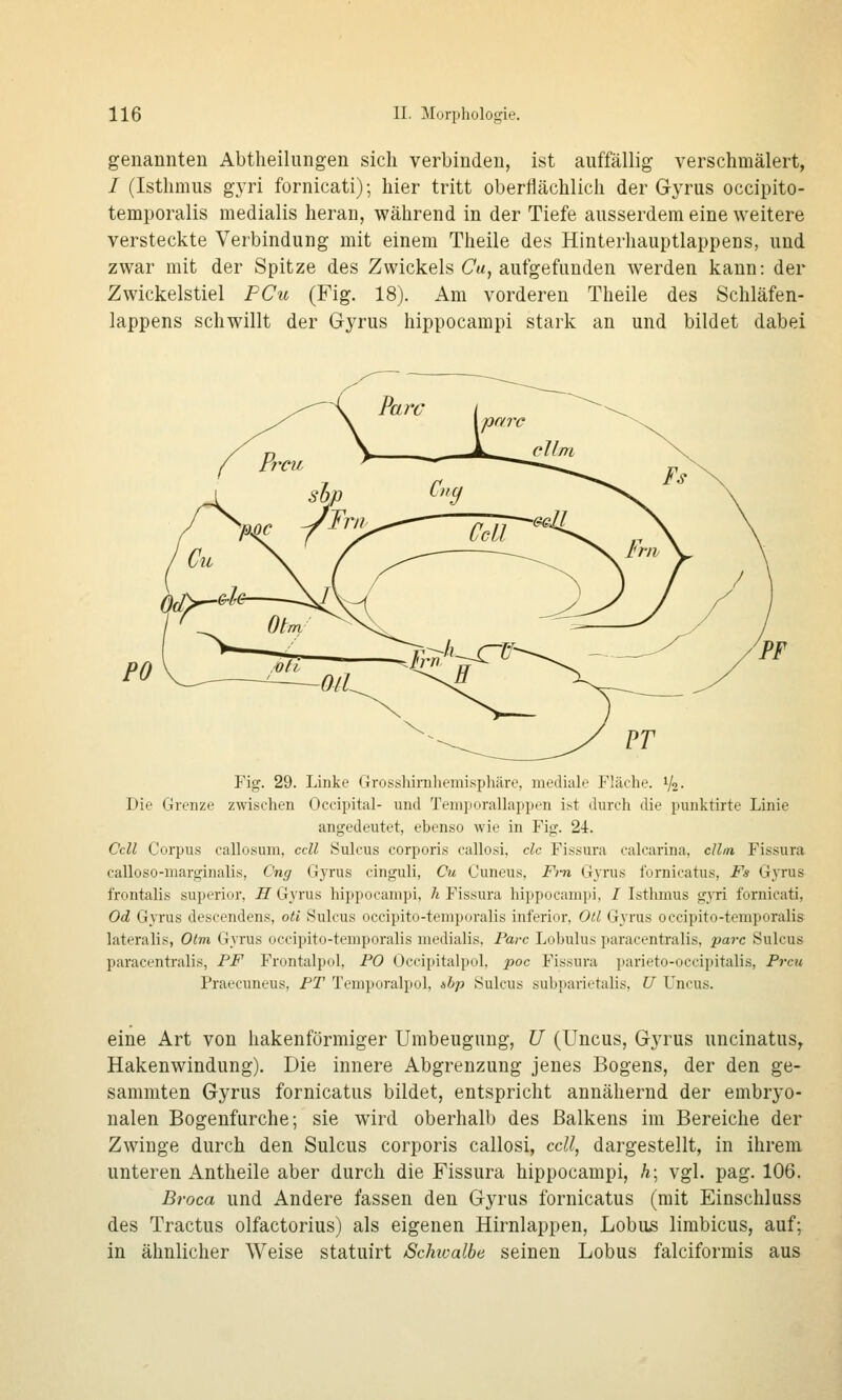 genannten Abtlieilungen sich verbinden, ist auffällig verschmälert, / (Isthmus gyri fornicati); hier tritt oberflächlich der Gyrus occipito- temporalis medialis heran, während in der Tiefe ausserdem eine weitere versteckte Verbindung mit einem Theile des Hinterhauptlappens, und zwar mit der Spitze des Zwickels Ca, aufgefunden werden kann: der Zwickelstiel PCu (Fig. 18). Am vorderen Theile des Schläfen- lappens schwillt der Gyrus hippocampi stark an und bildet dabei Fig. 29. Linke Grosshirnhemisphäre, mediale Fläche. 1/2- Die Grenze zwischen Occipital- und Temporallappen ist durch die punktirte Linie angedeutet, ebenso wie in Fig. 24. Cell Corpus callosum, cell Sulcus corporis callosi, clc Fissura calcarina, cllm Fissura calloso-marginalis, Cng Gyrus cinguli, Cu Cuneus, Frn G}tus fornicatus, Fs (jtxxMH frontalis superior, ^ Gyrus hippocampi, /t Fissura hippocampi, 7 Isthmus g_\Ti fornicati, Od Gyrus descendens, oti Sulcus occipito-temporalis inferior, Otl Gyrus occipito-temporalis lateralis, Otm Gyrus occipito-temporalis medialis, Parc Lobulus paracentralis, parc Sulcus paracentralis, PF Frontalpol, PO Occipitalpol, poc Fissura parieto-occipitalis, Prcu Praecuneus, PT Temporalpol, isbp Sulcus subparietalis, U Uncus. eine Art von hakenförmiger Umbeugung, U (Uncus, Gyrus uncinatus^ Hakenwindung). Die innere Abgrenzung jenes Bogens, der den ge- sammten Gyrus fornicatus bildet, entspricht annähernd der embryo- nalen Bogenfurche; sie wird oberhalb des Balkens im Bereiche der Zwinge durch den Sulcus corporis callosi, cell, dargestellt, in ihrem unteren Antheile aber durch die Fissura hippocampi, h\ vgl. pag. 106. Broca und Andere fassen den Gyrus fornicatus (mit Einschluss des Tractus olfactorius) als eigenen Hirnlappen, Lobus limbicus, auf; in ähnlicher Weise statuirt Schioalbe seinen Lobus falciformis aus