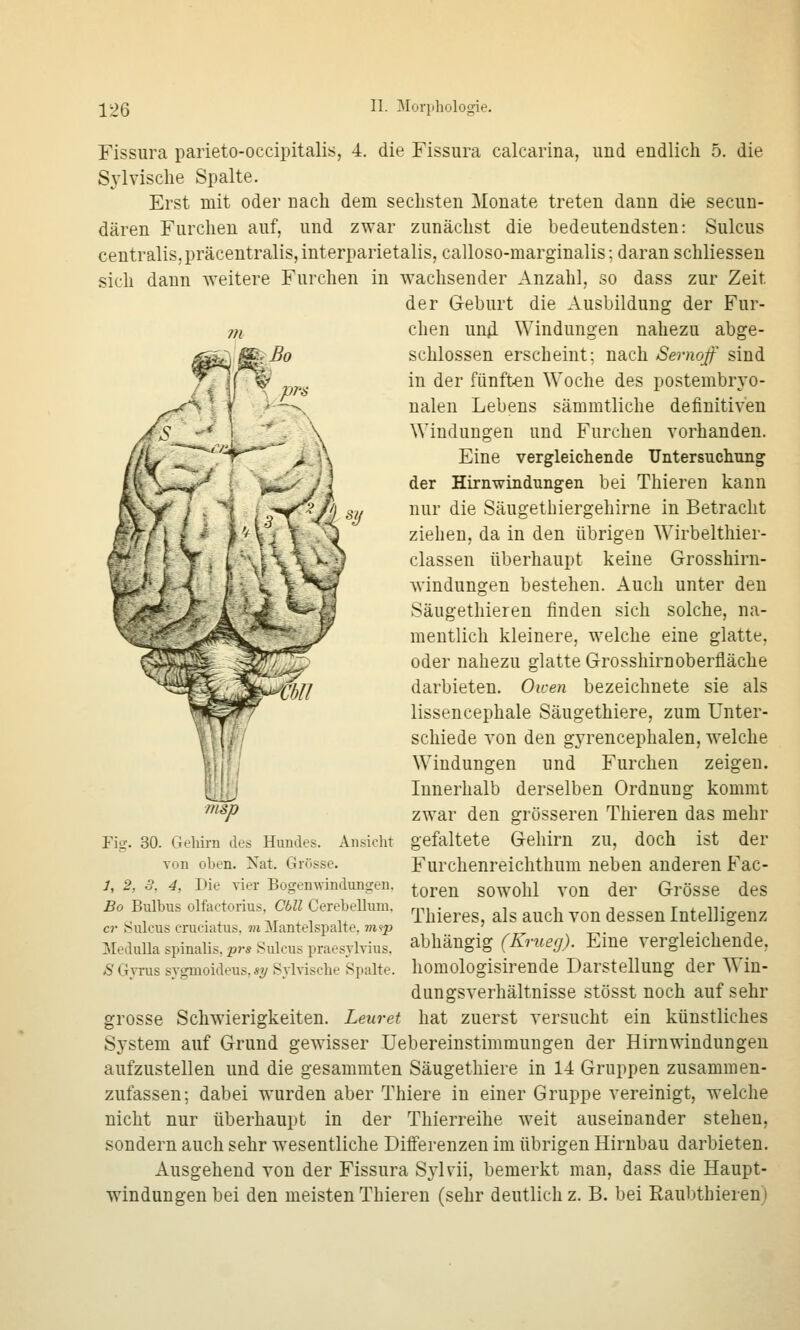 Fissura parieto-occipitalis, 4. die Fissura calcarina, und endlich 5. die S3'lvische Spalte. Erst mit oder nach dem sechsten Monate treten dann di-e secun- dären Furchen auf, und zwar zunächst die bedeutendsten: Sulcus centralis, präcentraliSjinterparietalis, calloso-marginalis; daran schliessen sich dann weitere Furchen in wachsender Anzahl, so dass zur Zeit der Geburt die Ausbildung der Fur- chen un<i Windungen nahezu abge- schlossen erscheint; nach Semoff sind in der fünften Woche des postembryo- nalen Lebens sämmtliche definitiven Windungen und Furchen vorhanden. l^L, ^7*^' r''**''^^u Eine vergleichende Untersuclumg ^\«„^f^ t \Cy j\ der Hirnwindungen bei Thieren kann '  ^ nur die Säugethiergehirne in Betracht ziehen, da in den übrigen Wirbelthier- classen überhaupt keine Grosshirn- windungen bestehen. Auch unter den Säugethieren finden sich solche, na- mentlich kleinere, welche eine glatte, oder nahezu glatte Grosshirnoberfläche darbieten. Owen bezeichnete sie als lissencephale Säugethiere, zum Unter- schiede von den gyrencephalen, welche Windungen und Furchen zeigen. Innerhalb derselben Ordnung kommt zwar den grösseren Thieren das mehr gefaltete Gehirn zu, doch ist der Furchenreichthum neben anderen Fac- toren sowohl von der Grösse des Thieres, als auch von dessen Intelligenz abhängig (Krueg). Eine vergleichende, homologisirende Darstellung der Win- dungsverhältnisse stösst noch auf sehr grosse Schwierigkeiten. Leuret hat zuerst versucht ein künstliches System auf Grund gewisser üebereinstimmungen der Hirnwindungen aufzustellen und die gesammten Säugethiere in 14 Gruppen zusammen- zufassen; dabei wurden aber Thiere in einer Gruppe vereinigt, welche nicht nur überhaupt in der Thierreihe weit auseinander stehen, sondern auch sehr wesentliche Differenzen im übrigen Hirnbau darbieten. Ausgehend von der Fissura Sjivii, bemerkt man, dass die Haupt- windungen bei den meisten Thieren (sehr deutlich z. B. bei Raubthieren) Fig. 30. Geliirn des Hundes. Ansicht von oben. Nat. Grösse. 1, 2, 3, 4, Die vier Bogenwindungen. Bo Bulbus olfactorius, Cbll Cerebellum, er Sulcus cruciatus. m Mantelspalte. m«j> T»IeduUa spinalis, prs Sulcus praesylvius. ÄGyrus sjgmoideus, s^/ Svlvische Spalte.