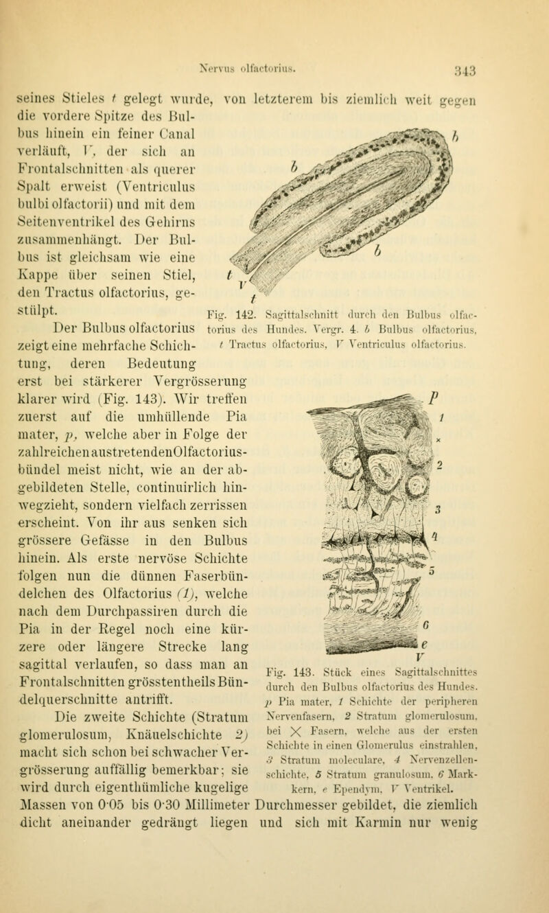 seines ytieles t gelegt wurde, von die vordere Spitze des Bul- bus hinein ein feiner Canal verläuft, I', der sich an Fiontalschnitten als querer Spalt erweist (Ventriculus bulbiolfactorii) und mit dem Seitenventrikel des Gehirns zusammenhängt. Der Bul- bus ist gleichsam wie eine Kappe über seinen Stiel, den Tractus olfactorius, ge- stülpt. Der Bulbus olfactorius zeigt eine mehrtache Schich- tung, deren Bedeutung erst bei stärkerer Vergrösserung klarer wird (Fig. 143). Wir treffen zuerst auf die umhüllende Pia mater, p, welche aber in Folge der zahlreichen austretendenOlfactorius- bündel meist nicht, wie an der ab- gebildeten Stelle, continuirlich hin- wegzieht, sondern vielfach zerrissen erscheint. Von ihr aus senken sich grössere Gefässe in den Bulbus hinein. Als erste nervöse Schichte folgen nun die dünnen Faserbün- delchen des Olfactorius (1), welche nach dem Durchpassiren durch die Pia in der Regel noch eine kür- zere oder längere Strecke lang sagittal verlaufen, so dass man an Frontalschnitten grösstentheils Bün- dekiuerschnitte antriö't. Die zweite Schichte (Stratum glomerulosum, Knäuelschichte 2j macht sich schon bei schwacher Ver- grösserung auffällig bemerkbar; sie wird durch eiffenthümliche kuselisfe letzterem bis ziemlich weit gegen Fiii. 142. Sagittalsclinitt durrli d.ii Bulbus olfac- torius des Hundes. Vergr. 4. h Bulbus olfactorius, t Tractus olfactorius, T' Ventriculus olfactoriu.s. ■^■■^•■^ W' G e V Fig. 143. Stück eines Sagittalschnittes durch den Bulbus olfactorius des Hundes. j) Pia niater, / Schichte der peripheren Nervenfasern, 2 Stratum gloniorulosuni. bei X Fasern, welche aus der ersten Schichte in einen Glonierulus einstrahlen, .V Stratum mcdeculare. 4 Xervenzellon- schichte. 5 Stratum granulosum. 6 Mark- kern, r Ependvm. T' Ventrikel. blassen von 005 bis 0-30 Millimeter Durchmesser gebildet, die ziemlich dicht aneinander gedrängt liegen und sich mit Karmin nur wenig