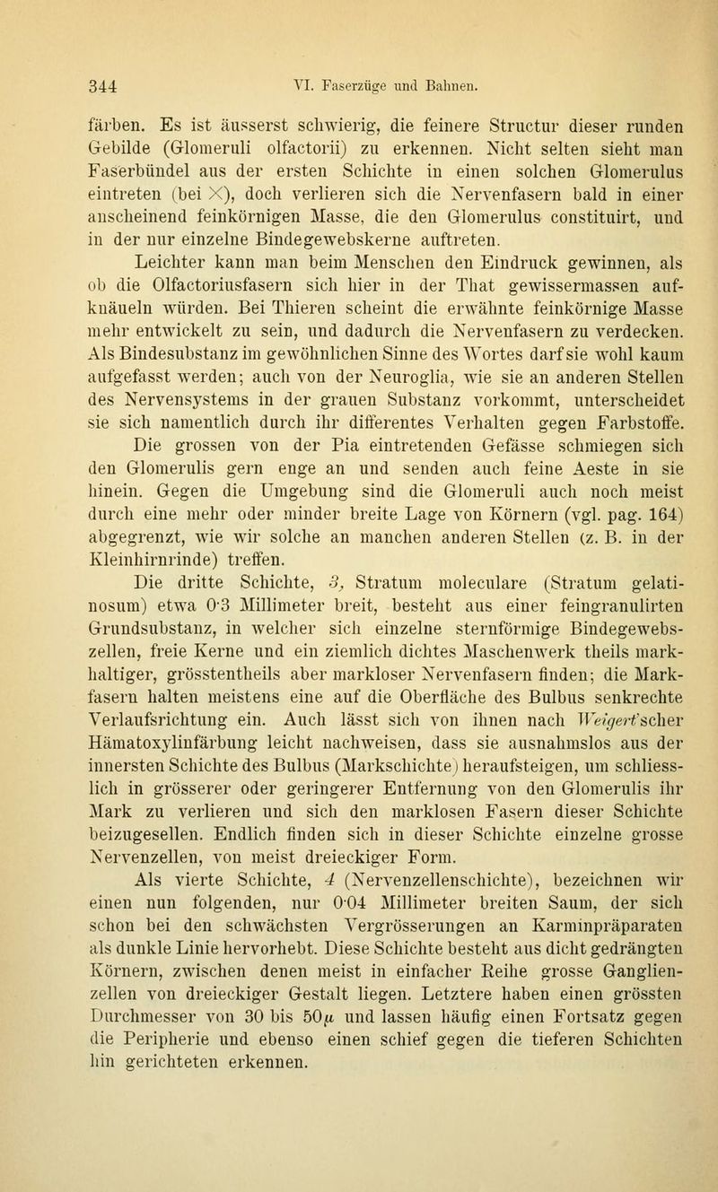 färben. Es ist äusserst schwierig, die feinere Structur dieser runden Gebilde (Glomeruli olfactorii) zu erkennen. Nicht selten sieht man Faserbündel aus der ersten Schichte in einen solchen Glomerulus eintreten (bei X), doch verlieren sich die Nervenfasern bald in einer anscheinend feinkörnigen Masse, die den Glomerulus constituirt, und in der nur einzelne Bindegewebskerne auftreten. Leichter kann man beim Menschen den Eindruck gewinnen, als ob die Olfactoriusfasern sich hier in der That gewissermassen auf- kuäueln würden. Bei Thieren scheint die erwähnte feinkörnige Masse mehr entwickelt zu sein, und dadurch die Nervenfasern zu verdecken. Als Bindesubstanz im gewöhnlichen Sinne des Wortes darf sie wohl kaum aufgefasst werden; auch von der Neuroglia, wie sie an anderen Stellen des Nervensystems in der grauen Substanz vorkommt, unterscheidet sie sich namentlich durch ihr differentes Verhalten gegen Farbstoffe. Die grossen von der Pia eintretenden Gefässe schmiegen sich den Glomerulis gern enge an und senden auch feine Aeste in sie hinein. Gegen die Umgebung sind die Glomeruli auch noch meist durch eine mehr oder minder breite Lage von Körnern (vgl. pag. 164) abgegrenzt, wie wir solche an manchen anderen Stellen (z. B. in der Kleinhirnrinde) treffen. Die dritte Schichte, 3^ Stratum moleculare (Stratum gelati- nosum) etwa 0-3 Millimeter breit, besteht aus einer feingranulirten Grundsubstanz, in welcher sich einzelne sternförmige Bindegewebs- zellen, freie Kerne und ein ziemlich dichtes Maschenwerk theils mark- haltiger, grösstentheils aber markloser Nervenfasern finden; die Mark- fasern halten meistens eine auf die Oberfläche des Bulbus senkrechte Verlaufsrichtung ein. Auch lässt sich von ihnen nach Weigert'scher Hämatoxylinfärbung leicht nachweisen, dass sie ausnahmslos aus der innersten Schichte des Bulbus (Markschichte) heraufsteigen, um schliess- lich in grösserer oder geringerer Entfernung von den Glomerulis ihr Mark zu verlieren und sich den marklosen Fasern dieser Schichte beizugesellen. Endlich finden sich in dieser Schichte einzelne grosse Nervenzellen, von meist dreieckiger Form. Als vierte Schichte, 4 (Nervenzellenschichte), bezeichnen wir einen nun folgenden, nur 004 Millimeter breiten Saum, der sich schon bei den schwächsten Vergrösserungen an Karminpräparaten als dunkle Linie hervorhebt. Diese Schichte besteht aus dicht gedrängten Körnern, zwischen denen meist in einfacher Reihe grosse Ganglien- zellen von dreieckiger Gestalt liegen. Letztere haben einen grössten Durchmesser von 30 bis öOjtt und lassen häufig einen Fortsatz gegen die Peripherie und ebenso einen schief gegen die tieferen Schichten hin gerichteten erkennen.