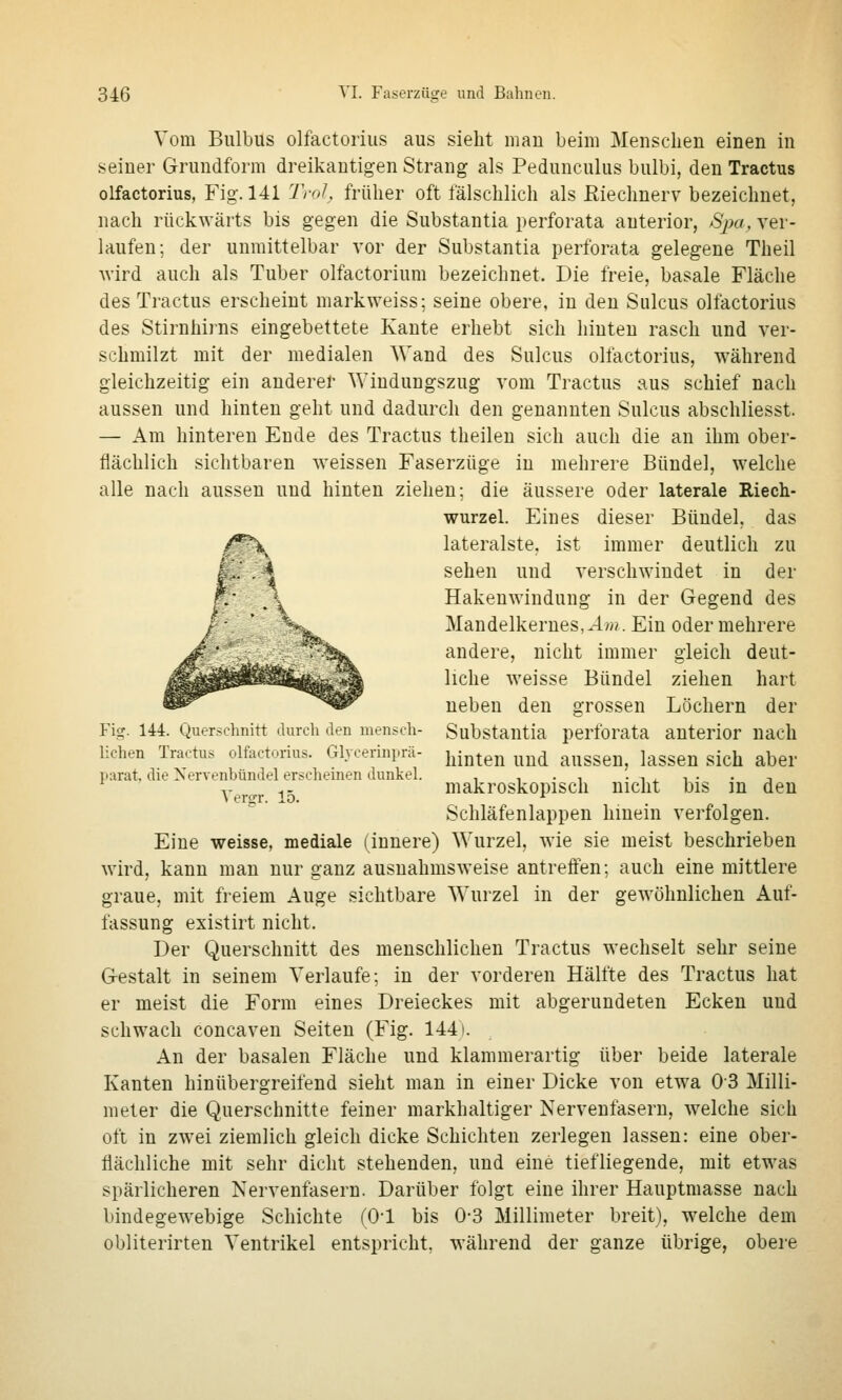 Vom Bulbus olfactorius aus sieht mau beim Mensclieu einen in seiner Grundform dreikautigen Strang als Pedunculus bulbi, den Tractus olfactorius, Fig. 141 Trol, früher oft fälschlich als ßiechnerv bezeichnet, nach rückwärts bis gegen die Substantia perforata anterior, Spa, ver- laufen; der unmittelbar vor der Substantia perforata gelegene Theil wird auch als Tuber olfactorium bezeichnet. Die freie, basale Fläche des Tractus erscheint markweiss; seine obere, in den Siilcus olfactorius des Stirnhirns eingebettete Kante erhebt sich hinten rasch und ver- schmilzt mit der medialen Wand des Sulcus ollactorius, während gleichzeitig ein anderer Windungszug vom Tractus aus schief nach aussen und hinten geht und dadurch den genannten Sulcus abschliesst. — Am hinteren Ende des Tractus theilen sich auch die an ihm ober- flächlich sichtbaren weissen Faserzüge in mehrere Bündel, welche alle nach aussen und hinten ziehen; die äussere oder laterale Riech- wurzel. Eines dieser Bündel, das f^^ lateralste, ist immer deutlich zu f^' .\ sehen und verschwindet in der f,' j^. Hakenwindung in der Gegend des /• ' >^ Mandelkernes,^4/». Ein oder mehrere ^^ ■ ,, , •'■^^ andere, nicht immer gleich deut- ^^^^^i^^^^^ liehe weisse Bündel ziehen hart ^P^^ ^*^^^ neben den grossen Löchern der Fig. 144. Querschnitt durch den mensch- Substautia perforata anterior nach liehen Tractus olfactorius. Glycerinprä- j^jj^^^j^ ^^^^ aussen, lassen sich aber Varat. die Nervenbündel erscheinen dunkel. , , . , • i ^ i ■ • j ,- .- makroskopisch nicht bis m den Schläfenlappen hinein verfolgen. Eine weisse, mediale (innere) Wurzel, wie sie meist beschrieben wird, kann mau nur ganz ausnahmsweise antreffen; auch eine mittlere graue, mit freiem Auge sichtbare Wurzel in der gewöhnlichen Auf- fassung existirt nicht. Der Querschnitt des menschlichen Tractus wechselt sehr seine Gestalt in seinem Verlaufe; in der vorderen Hälfte des Tractus hat er meist die Form eines Dreieckes mit abgerundeten Ecken und schwach concaven Seiten (Fig. 144). An der basalen Fläche und klammerartig über beide laterale Kanten hinübergreifend sieht man in einer Dicke von etwa OS Milli- meter die Querschnitte feiner markhaltiger Nervenfasern, w^elche sich oft in zwei ziemlich gleich dicke Schichten zerlegen lassen: eine ober- flächliche mit sehr dicht stehenden, und eine tiefliegende, mit etwas spärlicheren Nervenfasern. Darüber folgt eine ihrer Hauptmasse nach bindegewebige Schichte (O'l bis 0-3 Millimeter breit), welche dem obliterirten Ventrikel entspricht, während der ganze übrige, obere