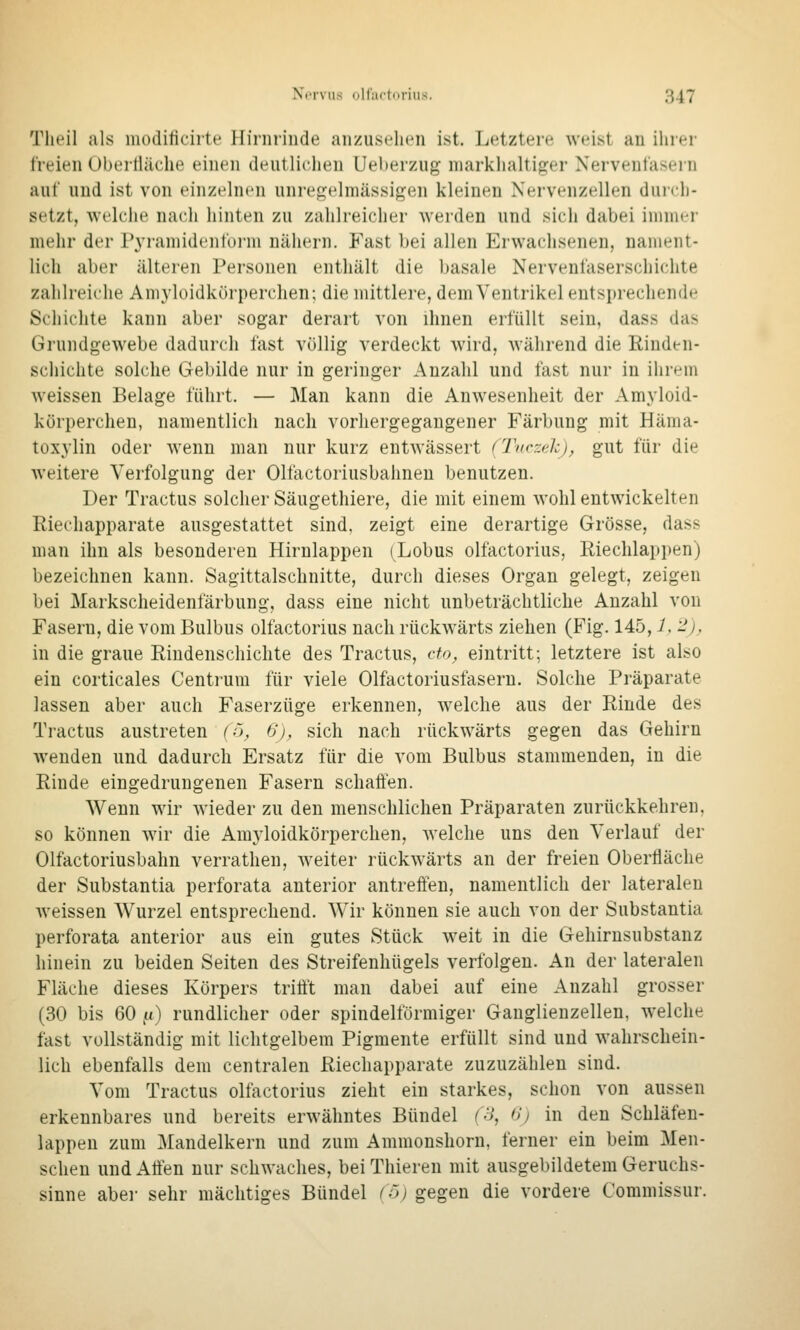 Tlieil als modificiite Hirnrinde anzuseilen ist. Letztere weist au ihrer freien Oberfläche einen deutlichen Ueberzug marklialtiger Nervenlasern auf und ist von einzelnen unrep:elniässigen kleinen Nervenzellen duidi- setzt, welche nach hinten zu zahlreicher werden und sich dabei innuer mehr der P3'raniidenform nähern. Fast bei allen Erwachsenen, nament- lich aber älteren Personen enthält die basale Nervenfaserschichte zahlreiche Amyloidkörperchen; die mittlere, dem Ventrikel entsprechende Schichte kann aber sogar derart von ihnen erfüllt sein, dass das Grundgewebe dadurch fast völlig verdeckt wird, während die Rinden- schichte solche Gebilde nur in geringer Anzahl und fast nur in ihrem weissen Belage führt. — Man kann die Anwesenheit der Amyloid- körperchen, namentlich nach vorhergegangener Färbung mit Häma- toxylin oder wenn man nur kurz entwässert fTvczeh), gut für die Aveitere Verfolgung der Olfactoriusbahnen benutzen. Der Tractus solcher Säugethiere, die mit einem wohl entwickelten Riechapparate ausgestattet sind, zeigt eine derartige Grösse, dass man ihn als besonderen Hirnlappen (Lobus olfactorius, Riechlappen) bezeichnen kann. Sagittalschnitte, durch dieses Organ gelegt, zeigen bei Markscheidenfärbung, dass eine nicht unbeträchtliche Anzahl von Fasern, die vom Bulbus olfactorius nach rückwärts ziehen (Fig. 145, L -!j, in die graue Rindenschichte des Tractus, cto, eintritt; letztere ist also ein corticales Centrura für viele Olfactoriusfaseru. Solche Präparate lassen aber auch Faserzüge erkennen, welche aus der Rinde des Tractus austreten (:'), 6'j, sich nach rückwärts gegen das Gehirn Avenden und dadurch Ersatz für die vom Bulbus stammenden, in die Rinde eingedrungenen Fasern schaffen. Wenn wir wieder zu den menschlichen Präparaten zurückkehren, so können wir die Amyloidkörperchen, welche uns den Verlauf der Olfactoriusbahn verrathen, weiter rückwärts an der freien Oberfläche der Substantia perforata anterior antreffen, namentlich der lateralen Aveissen Wurzel entsprechend. Wir können sie auch von der Substantia perforata anterior aus ein gutes Stück w^eit in die Gehirnsubstanz hinein zu beiden Seiten des Streifenhügels verfolgen. An der lateralen Fläche dieses Körpers trifft man dabei auf eine Anzahl grosser (30 bis 60 ft) rundlicher oder spindelförmiger Ganglienzellen, w^elche fast vollständig mit lichtgelbem Pigmente erfüllt sind und wahrschein- lich ebenfalls dem centralen Riechapparate zuzuzählen sind. Vom Tractus olfactorius zieht ein starkes, schon von aussen erkennbares und bereits erwähntes Bündel (S, 6) in den Schläfen- lappen zum Mandelkern und zum Ammonshorn. ferner ein beim Men- schen und Affen nur schwaches, bei Thieren mit ausgebildetem Geruchs- sinne aber sehr mächtiges Bündel {ö) gegen die vordere Commissur.