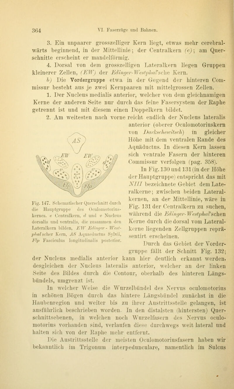 3. Ein impaarer grosszelliger Kern liegt, etwas mehr cerebral- wärts beginnend, in der Mittellinie; der Centralkern fc); am Quer- schnitte erscheint er mandelförmig. 4. Dorsal von dem grosszelligen Lateralkern liegen Gruppen kleinerer Zellen, (EW) der Edinfjer-WesfpJiar<^d\e Kern. h) Die Vordergruppe etwa in der Gegend der hinteren Com- missur besteht aus je zwei Kerupaaren mit mittelgrossen Zellen. 1. Der Nucleus medialis anterior, welcher von dem gleichnamigen Kerne der anderen Seite nur durch das feine Fasersystem der Eaphe getrennt ist und mit diesem einen Doppelkern bildet. 2. Am weitesten nach vorne reicht endlich der Nucleus lateralis anterior (oberer Oculomotoriuskern von Darkschetoitsch) in gleicher Höhe mit dem ventralen Rande des Aquäductus. In diesen Kern lassen sich ventrale Fasern der hinteren Commissur verfolgen (pag. 358). In Fig. 130 und 131 (in der Höhe der Hauptgruppe) entspricht das mit KIII bezeichnete Gebiet dem Late- ralkerne; zwischen beiden Lateral- kernen, an der Mittellinie, wäre in Fig. 131 der Centralkern zu suchen, während die Edlnger- TT'e.sfpAaZ'schen Kerne durch die dorsal vom Lateral- kerne liegenden Zellgruppen reprä- sentirt erscheinen. Durch das Gebiet der Vorder- gruppe fällt der Schnitt Fig. 132; der Nucleus medialis anterior kann hier deutlich erkannt werden, desgleichen der Nucleus lateralis anterior, welcher an der linken Seite des Bildes durch die Contour, oberhalb des hinteren Längs- bündels, umgrenzt ist. In welcher Weise die Wurzelbündel des Nervus oculomotorius in schönen Bögen durch das hintere Längsbündel zunächst in die Haubenregion und weiter bis zu ihrer Austrittsstelle gelangen, ist ausführlich beschrieben worden. In den distalsten (hintersten) Quer- schnittsebenen, in welchen noch Wurzelfasern des Nervus oculo- motorius vorhanden sind, verlaufen diese durchwegs weit lateral und halten sich von der Eaphe mehr entfernt. Die Austrittsstelle der meisten Oculomotoriusfasern haben wir bekanntlich im Trigonum interpedunculare, namentlich im Sulcus Fig. 147. Schematischer Querschnitt durch die Haupto;nippe des Oculomotorius- kernes. c Centralkern, d und v Nucleus dorsalis und venti'alis, die zusammen den Lateralkern hilden, EW Edinga-- West- jilialscher Kern, AS Aquaeductus Sj'lvii, Flp Fasciculus longitudinalis posterior.