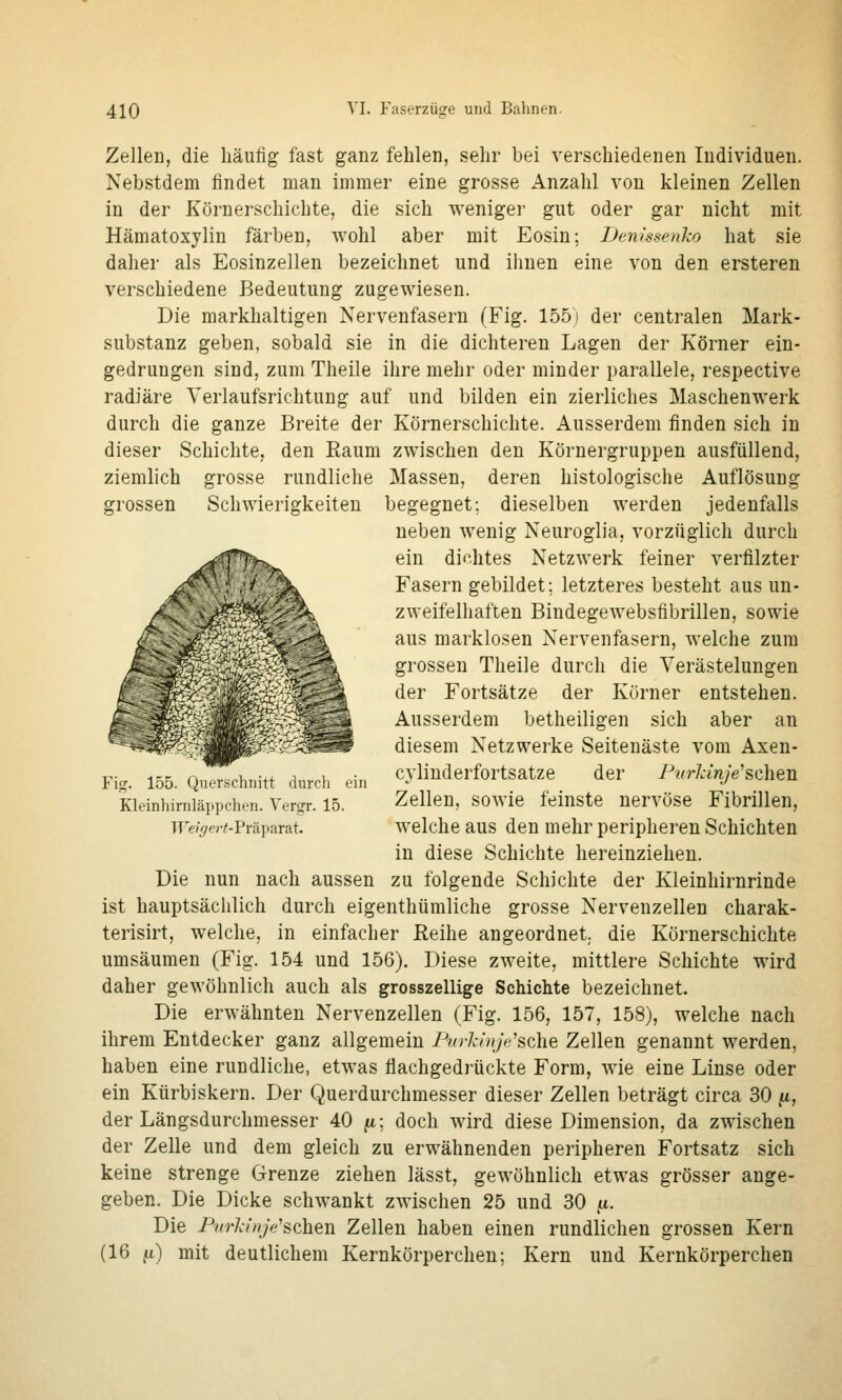 grossen Schwierigkeiten Zellen, die häufig fast ganz fehlen, sehr bei verschiedenen Individuen. Nebstdem findet man immer eine grosse Anzahl von kleinen Zellen in der Körnerschichte, die sich weniger gut oder gar nicht mit Hämatoxylin färben, wohl aber mit Eosin; Demssenko hat sie daher als Eosinzellen bezeichnet und ihnen eine von den ersteren verschiedene Bedeutung zugewiesen. Die markhaltigen Nervenfasern (Fig. 155i der centralen Mark- substanz geben, sobald sie in die dichteren Lagen der Körner ein- gedrungen sind, zum Theile ihre mehr oder minder parallele, respective radiäre Yerlaufsrichtung auf und bilden ein zierliches Maschenwerk durch die ganze Breite der Körnerschichte. Ausserdem finden sich in dieser Schichte, den Raum zwischen den Körnergruppen ausfüllend, ziemlich grosse rundliche Massen, deren histologische Auflösung begegnet; dieselben werden jedenfalls neben wenig Neuroglia, vorzüglich durch ein dichtes Netzwerk feiner verfilzter Fasern gebildet; letzteres besteht aus un- zweifelhaften Bindegewebsfibrillen, sowie aus marklosen Nervenfasern, welche zum grossen Theile durch die Verästelungen der Fortsätze der Körner entstehen. Ausserdem betheiligen sich aber an diesem Netzwerke Seitenäste vom Axen- cylinderfortsatze der Purkinje'sehen Zellen, sowie feinste nervöse Fibrillen, welche aus den mehr peripheren Schichten in diese Schichte hereinziehen. Die nun nach aussen zu folgende Schichte der Kleinhirnrinde ist hauptsächlich durch eigenthümliche grosse Nervenzellen charak- terisirt, welche, in einfacher Reihe angeordnet, die Körnerschichte umsäumen (Fig. 154 und 156). Diese zweite, mittlere Schichte wird daher gewöhnlich auch als grosszellige Schichte bezeichnet. Die erwähnten Nervenzellen (Fig. 156, 157, 158), welche nach ihrem Entdecker ganz allgemein Pwkinjysche Zellen genannt werden, haben eine rundliche, etwas flachgedrückte Form, wie eine Linse oder ein Kürbiskern. Der Querdurchmesser dieser Zellen beträgt circa 30 /t, der Längsdurchmesser 40 ft; doch wird diese Dimension, da zwischen der Zelle und dem gleich zu erwähnenden peripheren Fortsatz sich keine strenge Grenze ziehen lässt, gewöhnlich etwas grösser ange- geben. Die Dicke schwankt zwischen 25 und 30 u. Die Pvrkinje'schen Zellen haben einen rundlichen grossen Kern (16 fi) mit deutlichem Kernkörperchen; Kern und Kernkörperchen Fig. 155. Querschnitt durch ein Kleinhirnläppchen. Yergr. 15. Weige7-t-Trä])B.ra.t