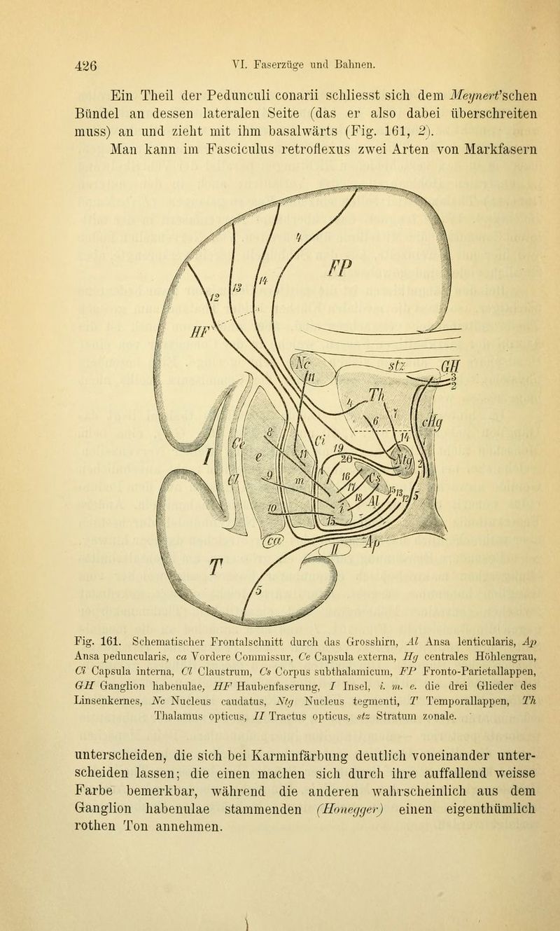 Ein Theil der Pedunculi conarii schliesst sich dem Meynerfsehen Bündel an dessen lateralen Seite (das er also dabei überschreiten muss) an und zieht mit ihm basalwärts (Fig. 161, 2). Man kann im Fasciculus retrofiexus zwei Arten von Markfasern Fig. 161. Scheraatischer Frontalsclmitt durch das Grosshirn, Äl Ansa lenticularis, Aj) Ansa peduncularis, ca Vordere Commissur, Ce Capsula externa, Hcf centrales Höhlengrau, Ci Capsula interna, Cl Claustrum, Cs Corpus subthalamicuni, FP Fronto-Parietallappen, GH Ganglion habenulae, HF Haubenfaserung, / Insel, i. m. e. die drei Glieder des Linsenkernes, A^b Nucleus caudatus, 2^Uj Nucleus tegmenti, T Temporallappen, Th Thalamus opticus, // Tractus opticus, stz Stratum zonale. unterscheiden, die sich bei Karminfärbung deutlich voneinander unter- scheiden lassen; die einen machen sich durch ihre auffallend weisse Farbe bemerkbar, während die anderen wahrscheinlich aus dem Ganglion habenulae stammenden (Honeggev) einen eigenthümlich rothen Ton annehmen.