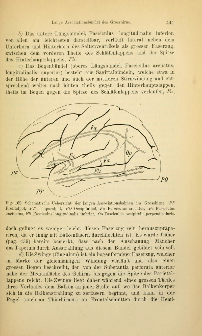 h) Das untere Längsbündel, Fasciculus longitudiualis iut't'ii(M', von allen am leichtesten darstellbar, verläuft lateral neben dem Unterhorn und Hinterliorn des Seitenveutrikels als grosser Faserzug, zwischen dem vorderen Theile des ISchläleulappens und der Spitze des Hinterhauptslappens, Fli. (■) Das Bogenbündel (oberes Längsbündel, Fasciculus arcuatus. lougitudinalis superior) besteht aus Sagittalbüudeln, welche etwa in der Höhe der unteren und auch der mittleren Stiruwindung und ent- sprechend weiter nach hinten theils gegen den Hinterhauptslappen, tlieils im Bogen gegen die Spitze des Schläfenlappens verlaufen, Fa; Fig. 162. Öchematische Uebersicht der langen Associationsbahnen im Grosshirne. PF Frontalpol, FT Temporalpol, FO Occipitalpol, Fa Fasciculus arcuatus, Fu Fasciculus uncinatus, Fli Fasciculus lougitudinalis inferior, Oj) Fasciculus occipitalis perpendicularis. doch gelingt es weniger leicht, diesen Faserzug rein herauszupräpa- riren, da er innig mit Balkenfasern durchflochten ist. Es wurde früher (pag. 439) bereits bemerkt, dass nach der Anschauung Mancher das Tapetum durch Ausstrahlung aus diesem Bündel gebildet sein soll. d) DieZwinge (Cingulum) ist ein bogenförmiger Faserzug, welcher im Marke der gleichnamigen Windung verläuft und also einen grossen Bogen beschreibt, der von der Substantia perforata anterior nahe der Medianfläche des Gehirns bis gegen die Spitze des Parietal- lappens reicht. DieZwinge liegt daher während eines grossen Theiles ihres Verlaufes dem Balken an jener Stelle auf, wo der Balkenkörper sich in die Balkenstrahlung zu zerfasern beginnt, und kann in der Regel (^auch an Thierhirnenj an Frontalschnitten durch die Hemi-
