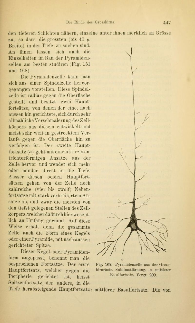 den tieferen Schichten nähern, einzelne unter ihnen merklich an Grösse zu, so dass die grössten (bis 40 }i Breite) in der Tiefe zu suclien sind. An ihnen lassen sich auch die Einzelheiten im Bau der Pyramiden- zellen am besten studiren iFig. 151 und 168). Die Pyramidenzelle kann man sich aus einer Spindelzelle hervor- gegangen vorstellen. Diese Spindel- zelle ist radiär gegen die Oberfläche gestellt und besitzt zwei Haupt- fortsätze, von denen der eine, nach aussen hin gerichtete, sich durch sehr allmähliche Verschmälerung des Zell- körpers aus diesem entwickelt und meist sehr weit in gestrecktem Ver- laufe gegen die Oberfläche hin zu verfolgen ist. Der zweite Haupt- fortsatz (o) geht mit einem kürzeren, trichterförmigen Ansätze aus der Zelle hervor und wendet sich mehr oder minder direct in die Tiefe. Ausser diesen beiden Hauptfort- sätzen gehen von der Zelle noch zahlreiche (vier bis zwölf) Neben- fortsätze mit stark verbreitertem An- sätze ab, und zwar die meisten von den tiefst gelegenen Stellen des Zell- körpers, welcher dadurch hier wesent- lich an Umfang gewinnt. Auf diese Weise erhält denn die gesammte Zelle auch die Form eines Kegels oder einer Pyramide, mit nach aussen gerichteter Spitze. Dieser Kegel- oder Pyramiden- form angepasst, benennt man die besprochenen Fortsätze. Der erste Hauptfortsatz, welcher gegen die Peripherie gerichtet ist, heisst Spitzenfortsatz, der andere, in die Tiefe herabsteigende Hauptfortsatz: Fig. 168. hirnrinde. Pvramidenzelle aus der Gross- Sublimatt'ärbuncr. a mittierer Basalfortsatz. Ver^r. 200. mittlerer Basalfortsatz. Die von