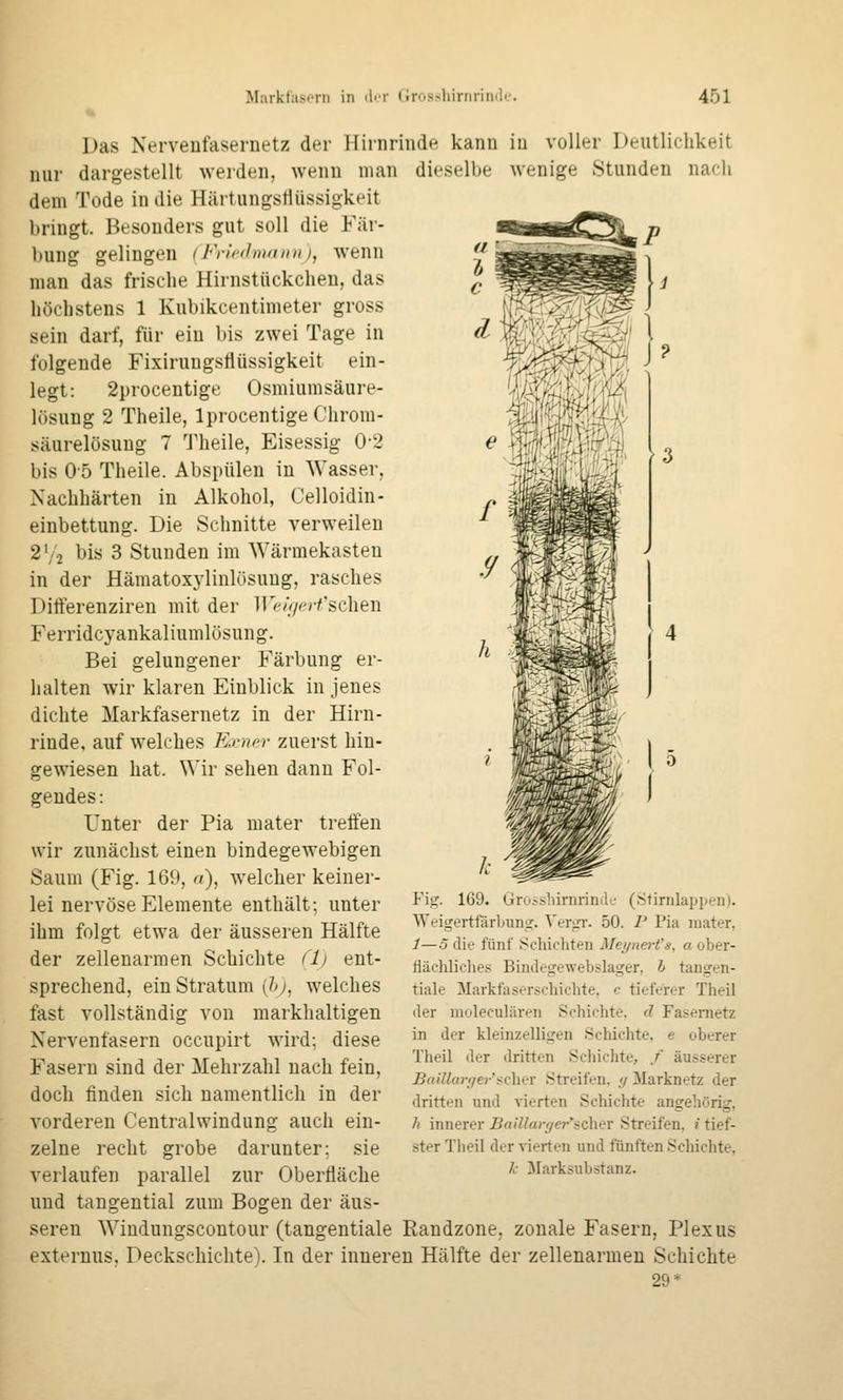 3 Das Nervenfasernetz der Hirnrinde kann iu voller Deutlichkeit nur dargestellt werden, wenn man dieselbe Avenige Stunden nach dem Tode in die Härtungsflüssigkeit bringt. Besonders gut soll die Fär- bung gelingen {Friedmann), wenn man das frische Hirnstückchen, das höchstens 1 Kubikcentimeter gross sein darf, für ein bis zwei Tage in folgende Fixirungsflüssigkeit ein- legt: 2procentige Osmiumsäure- lüsung 2 Theile, Iprocentige Chrom- säurelösung 7 Theile, Eisessig 0-2 bis 05 Theile. Abspülen in Wasser, Nachhärten in Alkohol, Oelloidin- einbettung. Die Schnitte verweilen 2', 2 bis 3 Stunden im Wärmekasten in der Hämatoxjiinlüsung, rasches Ditferenziren mit der Wcinert's,Q\\t\\ Ferridcyankaliumlösung. Bei gelungener Färbung er- halten wir klaren Einblick in jenes dichte Markfasernetz in der Hirn- rinde, auf welches E-rncr zuerst hin- gewiesen hat. Wir sehen dann Fol- gendes: Unter der Pia mater treffen wir zunächst einen bindegewebigen Saum (Fig. 169, a), welcher keiner- lei nervöse Elemente enthält; unter ihm folgt etwa der äusseren Hälfte der zellenarmen Schichte (Ij ent- sprechend, ein Stratum (?>;, welches fast vollständig von markhaltigen Nervenfasern occupirt wird; diese Fasern sind der Mehrzahl nach fein, doch finden sich namentlich in der vorderen Centralwindung auch ein- zelne recht grobe darunter: sie verlaufen parallel zur Oberfläche und tangential zum Bogen der äus- seren Wiudungscontour (tangentiale Randzone, zonale Fasern, Plexus externus, Deckschichte). In der inneren Hälfte der zellenarmen Schichte 29* Fi?. 169. Gru.-;slnrnrinil'-- (.Stirnlappen). WeigertfärljuniT. Vergr. 50. P Pia luater, 1—5 die fünf Schichten Meynert's, a ober- tiächliches Bindegewebslager, h tangen- tiale Markfaserschichte, c tieferer Theil der moleculären Schichte, d Fasenietz in der kleinzelligen Schichte, e oberer Theil der dritten Schichte, f äusserer Baillai-ffer'^ichi'Y Streifen. </ Marknetz der dritten und vierten Schichte angehörig, h innerer Baillarf/er'scher Streifen, i tief- ster Theil der vierten und fünften Schichte, k Marksubstanz.
