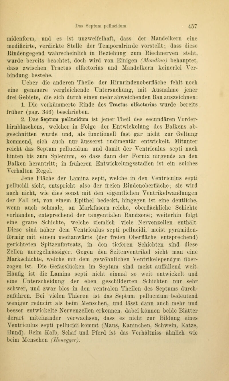 niideiitbim, uud es ist unzweifelhaft, dass der Mandelkern eine moditicirte, verdickte Stelle der Temporalrinde vorstellt; dass diese Kindengegend wahrscheinlich in Beziehung zum Riechnerven steht, wurde bereits beachtet, doch wird von Einigen (Mondiito) behauptet, dass zwischen Tractus olfactorius und Mandelkern keinerlei Ver- bindung bestehe. Ueber die anderen Theile der Hirnrindenoberfläche fehlt noch eine genauere vergleichende Untersuchung, mit Ausnahme jener drei Gebiete, die sich durch einen mehr abweichenden Bau auszeichnen: 1. Die verkümmerte Rinde des Tractus olfactorius wurde bereits früher (pag. 346) beschrieben. 2. Das Septum pellucidum ist jener Theil des secundären Vorder- hirnbläschens, welcher in Folge der Entwickelung des Balkens ab- geschnitten wurde und, als functionell fast gar nicht zur Geltung kommend, sich auch nur äusserst rudimentär entwickelt. Mitunter reicht das Septum pellucidum und damit der Ventriculus septi nach hinten bis zum Splenium, so dass dann der Fornix nirgends an den Balken herantritt; in früheren Entwickeluugsstadien ist ein solches Verhalten Regel. Jene Fläche der Lamina septi, welche in den Ventriculus septi pellucidi sieht, entspricht also der freien Rindenoberfläche; sie wird auch nicht, wie dies sonst mit den eigentlichen Ventrikelwandungen der Fall ist, von einem Epithel bedeckt, hingegen ist eine deutliche, wenn auch schmale, an Markfasern reiche, oberflächliche Schichte vorhanden, entsprechend der tangentialen Randzone; weiterhin folgt eine graue Schichte, welche ziemlich viele Nervenzellen enthält. Diese sind näher dem Ventriculus septi pellucidi, meist pyramiden- förmig mit einem medianwärts (der freien Oberfläche entsprechend) gerichteten Spitzenfortsatz, in den tieferen Schichten sind diese Zellen uuregelmässiger. Gegen den Seitenventrikel sieht man eine Markschichte, welche mit dem gewöhnlichen Ventrikelependym über- zogen ist. Die Gefässlückeu im Septum sind meist auffallend weit. Häufig ist die Lamina septi nicht einmal so weit entwickelt uud eine Untei'scheiduug der eben geschilderten Schichten nur sehr schwer, und zwar blos in den ventralen Theilen des Septums durch- zuführen. Bei vielen Thieren ist das Septum pellucidum bedeutend weniger reducirt als beim Menschen, und lässt dann auch mehr und besser entwickelte Nervenzellen erkennen, dabei können beide Blätter derart miteinander verwachsen, dass es nicht zur Bildung eines Ventriculus septi pellucidi kommt (Maus, Kaninchen, Schwein, Katze, Hund). Beim Kalb, Schaf und Pferd ist das Verhältniss ähnlich wie beim Menschen (Honegger).