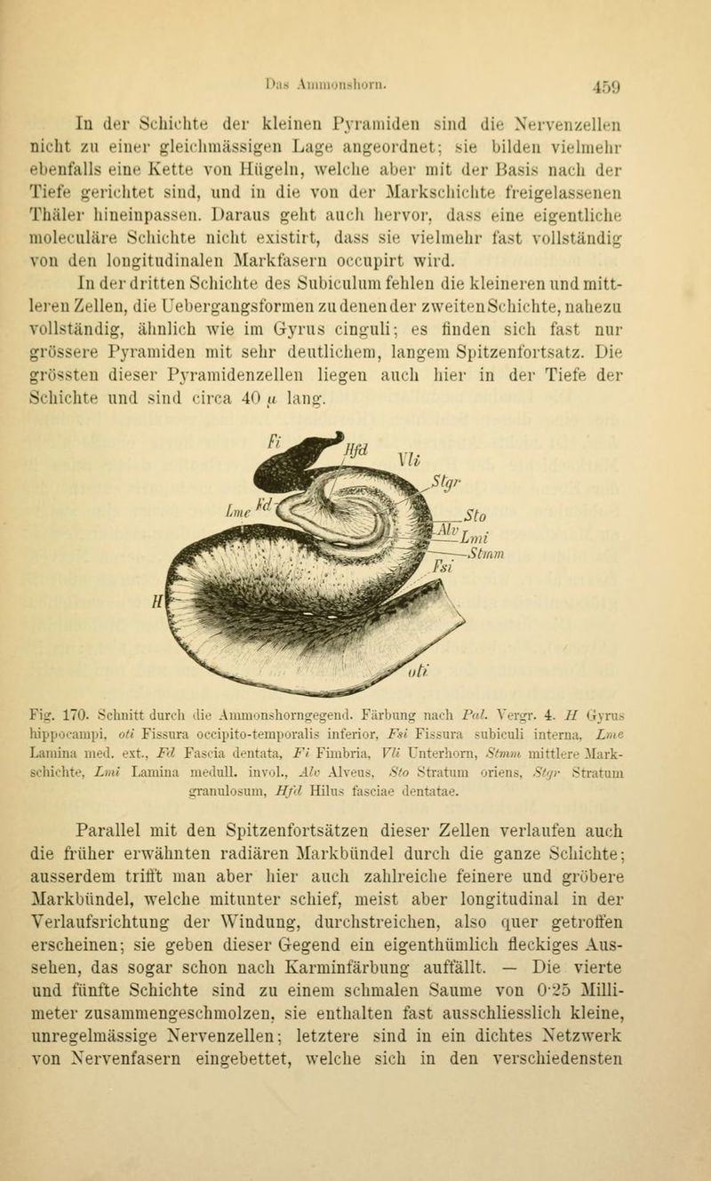 Has Aiimioiisliorii. 45g In der Schichte der kleinen Pyramiden sind die Nervenzellen nicht zu einer gleichmässigen Lage angeordnet; sie bilden vielinelir ebenfalls eine Kette von Hügeln, welche aber mit der Basis nach der Tiefe gerichtet sind, nnd in die von der Markschichte freigelassenen Thäler hineinpassen. Daraus geht auch hervor, dass eine eigentliche moleculäre Schichte nicht existirt, dass sie vielmehr fast vollständig von den longitudinalen Markfasern occupirt wird. In der dritten Schichte des Subiculum fehlen die kleineren und mitt- leren Zellen, die Uebergaugsformen zu denen der zweiten Schichte, nahezu vollständig, ähnlich wie im Gyrus cinguli; es finden sich fast nur grössere Pyramiden mit sehr deutlichem, langem Spitzenfortsatz. Die grössten dieser Pyramidenzellen liegen auch hier in der Tiefe der Schichte und sind circa 40 « lan^. Fi^:. 170. Schnitt durch ilie Amuioiishorngegeud. Färbung nach Fal. Vergr. 4. H Gyrus hippocanipi, oH Fissura occipito-teraporalis inferior, Fsi Fissura subiculi interna, Lme Lamina nietl. ext., Fd Fascia dentata, Fl Fimbria, VU Unterhorn, Stmm mittlere ^lark- schichte, Lmi Lamina medull. invol., Alv Alveus, Sto Stratum oriens, Stfjr Stratum granulosum, Hfd Hilus fasciae dentatae. Parallel mit den Spitzenfortsätzen dieser Zellen verlaufen auch die früher erwähnten radiären Markbündel durch die ganze Schichte; ausserdem trifft man aber hier auch zahlreiche feinere und gröbere Markbündel, welche mitunter schief, meist aber longitudinal in der Verlaufsrichtung der Windung, durchstreichen, also quer getroffen erscheinen; sie geben dieser Gegend ein eigenthümlich fleckiges Aus- sehen, das sogar schon nach Karminfärbung auffällt. — Die vierte und fünfte Schichte sind zu einem schmalen Saume von 025 Milli- meter zusammengeschmolzen, sie enthalten fast ausschliesslich kleine, unregelmässige Nervenzellen; letztere sind in ein dichtes Netzwerk von Nervenfasern eingebettet, welche sich in den verschiedensten