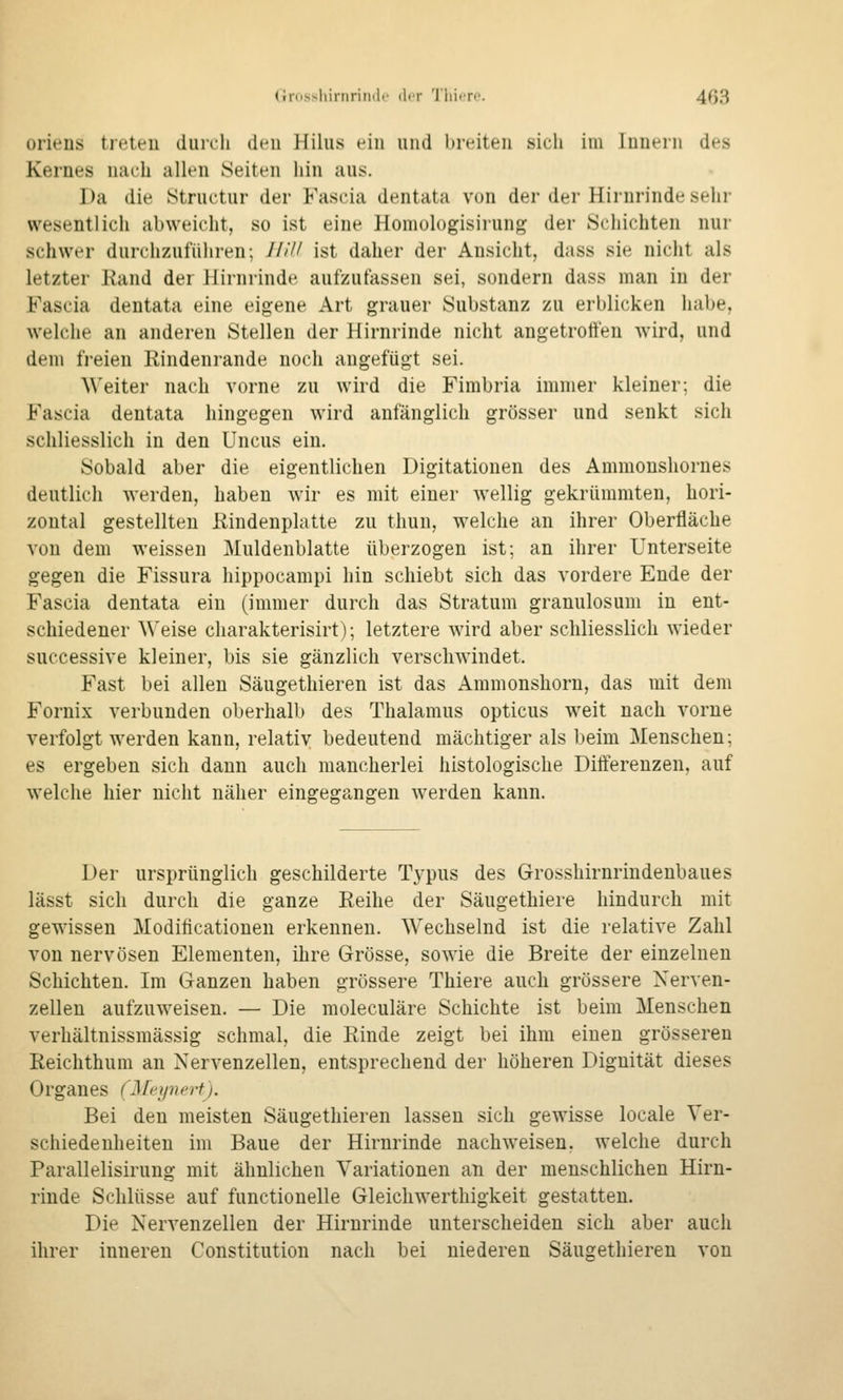 oriens treteu duivli den Hilus ein und breiten sich im luueni des Kernes nach allen Seiten hin aus. Da die Structur der Fascia dentata von der der Hirnrinde sehr wesentlich abweicht, so ist eine Homologisirung der Schichten nur schwer durchzuführen; HUI ist daher der Ansicht, dass sie nicht als letzter Rand der Hirnrinde aufzufassen sei, sondern dass man in der Fascia dentata eine eigene Art grauer Substanz zu erblicken habe, welche an anderen Stellen der Hirnrinde nicht angetroffen wird, und dem freien Rindenrande noch angefügt sei. A\'eiter nach vorne zu wird die Fimbria immer kleiner; die Fascia dentata hingegen wird anfänglich grösser und senkt sich schliesslich in den Uncus ein. Sobald aber die eigentlichen Digitationen des Ammonshornes deutlich werden, haben wir es mit einer wellig gekrümmten, hori- zontal gestellten Rindenplatte zu thun, welche an ihrer Oberfläche von dem weissen Muldenblatte überzogen ist; an ihrer Unterseite gegen die Fissura hippocampi hin schiebt sich das vordere Ende der Fascia dentata ein (immer durch das Stratum granulös um in ent- schiedener Weise charakterisirt); letztere wird aber schliesslich wieder successive kleiner, bis sie gänzlich verschwindet. Fast bei allen Säugethieren ist das Ammonshorn, das mit dem Fornix verbunden oberhalb des Thalamus opticus weit nach vorne verfolgt Averden kann, relativ bedeutend mächtiger als beim Menschen; es ergeben sich dann auch mancherlei histologische Difterenzen, auf welche hier nicht näher eingegangen werden kann. Der ursprünglich geschilderte Typus des Grosshirnrindenbaues lässt sich durch die ganze Reihe der Säugethiere hindurch mit gewissen Modiücationen erkennen. Wechselnd ist die relative Zahl von nervösen Elementen, ihre Grösse, sowie die Breite der einzelnen Schichten. Im Ganzen haben grössere Thiere auch grössere Nerven- zellen aufzuweisen. — Die moleculäre Schichte ist beim Menschen verhältnissmässig schmal, die Rinde zeigt bei ihm einen grösseren Reichthum an Nervenzellen, entsprechend der höheren Dignität dieses Organes CMt^ynert). Bei den meisten Säugethieren lassen sich gewisse locale Ver- schiedenheiten im Baue der Hirnrinde nachweisen, welche durch Parallelisirung mit ähnlichen Variationen an der menschlichen Hirn- rinde Schlüsse auf functionelle Gleichwerthigkeit gestatten. Die Nervenzellen der Hirnrinde unterscheiden sich aber auch ihrer inneren Constitution nach bei niederen Säugethieren von