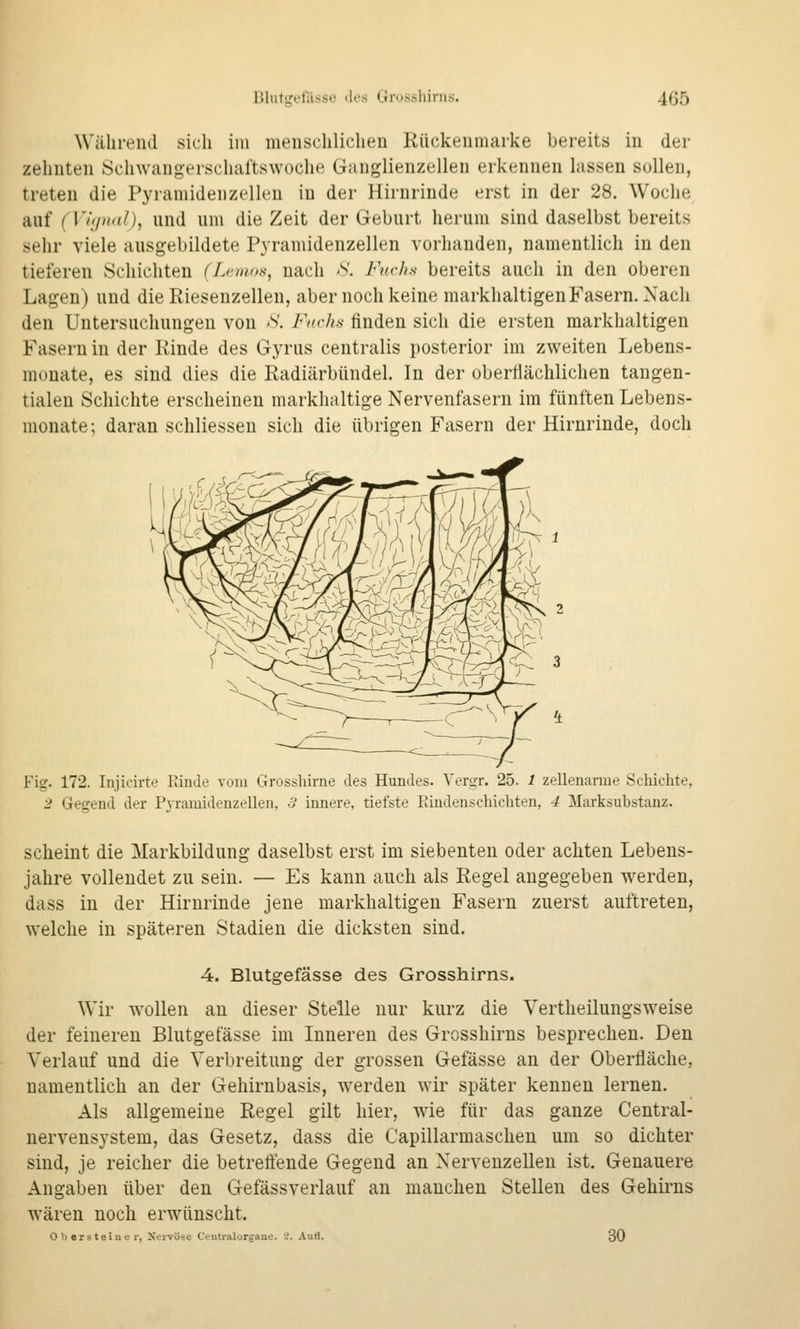 Während sich im menschlichen Kückenmarke bereits in der zehnten Schwangerschaftswoche Ganglienzellen erkennen lassen sollen, treten die Pyramidenzellen in der Hirnrinde erst in der 28. Woche auf {Vi;/n((I}, und um die Zeit der Geburt herum sind daselbst bereits sehr viele ausgebildete Pyramidenzellen vorhanden, namentlich in den tieferen Schichten (Lcmos, nach Ä Fuchs bereits auch in den oberen Lagen) und die Riesenzellen, aber noch keine markhaltigen Fasern. Nach den Untersuchungen von -S. Fia-h-s finden sich die ersten markhaltigen Fasern in der Rinde des Gyrus centralis posterior im zweiten Lebens- monate, es sind dies die Radiärbündel. In der oberflächlichen tangen- tialen Schichte erscheinen markhaltige Nervenfasern im fünften Lebens- monate ; daran schliesseu sich die übrigen Fasern der Hirnrinde, doch Fig. 172. Injicirte Einde vom Grosshirne des Hundes. Vergr. 25. 1 zellenanne Schichte, 2 Gegend der Pyramidenzellen, 3 innere, tiefste Eindenschichten, 4 Marksubstanz. scheint die Markbildung daselbst erst im siebenten oder achten Lebens- jahre vollendet zu sein. — Es kann auch als Regel angegeben werden, dass in der Hirnrinde jene markhaltigen Fasern zuerst auftreten, welche in späteren Stadien die dicksten sind. 4. Blutgefässe des Grosshirns. Wir wollen an dieser Stelle nur kurz die Vertheilungsweise der feineren Blutgefässe im Inneren des Grosshirns besprechen. Den Verlauf und die Verbreitung der grossen Gefässe an der Oberfläche, namentlich an der Gehirnbasis, werden wir später kennen lernen. Als allgemeine Regel gilt hier, wie für das ganze Central- nervensystem, das Gesetz, dass die Capillarmaschen um so dichter sind, je reicher die betreffende Gegend an Nervenzellen ist. Genauere Angaben über den Gefässverlauf an manchen Stellen des Gehirns wären noch erwünscht. 0 b er 3 teiue !•, Xervüse Ccntralorgane. 2. Aufl. 30