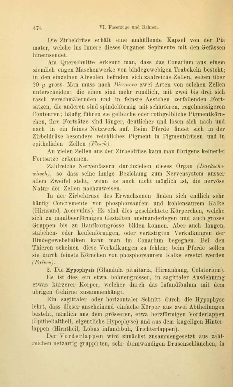 Die Zirbeldrüse erhält eine umhüllende Kapsel von der Pia mater, welche ins Innere dieses Organes Sepimeute mit den Gefässen hineinseudet. Am Querschnitte erkennt man, dass das Conarium aus einem ziemlich engen Maschenwerke von bindegewebigen Trabekeln besteht; in den einzelnen Alveolen befinden sich zahlreiche Zellen, selten über 20 ^i gross. Man muss nach Bkzozero zwei Arten von solchen Zellen unterscheiden: die einen sind mehr rundlich, mit zwei bis drei sich rasch verschmälernden und in feinste Aestchen zerfallenden Fort- sätzen, die anderen sind spindelförmig mit schärferen, regelmässigeren Contouren; häufig führen sie gelbliche oder rothgelbliche Pigmentkörn- chen, ihre Fortsätze sind länger, deutlicher und lösen sich nach und nach in ein feines Netzwerk auf. Beim Pferde findet sich in der Zirbeldrüse besonders reichliches Pigment in Pigmentdrüsen und in epithelialen Zellen (Flesch). An vielen Zellen aus der Zirbeldrüse kann man übrigens keinerlei Fortsätze erkennen. Zahlreiche Nervenfasern durchziehen dieses Organ (Darksche- tcltscli), so dass seine innige Beziehung zum Nervensj^stem ausser allem Zweifel steht, wenn es auch nicht möglich ist, die nervöse Natur der Zellen nachzuweisen. In der Zirbeldrüse des Erwachsenen finden sich endlich sehr häufig Concremente von phosphorsaurem und kohlensaurem Kalke (Hirusand, Acervulus). Es sind dies geschichtete Körperchen, welche sich zu maulbeerförmigen Gestalten aneinanderlegen und auch grosse Gruppen bis zu Hanfkorngrösse bilden können. Aber auch langen, Stäbchen- oder keulenförmigen, oder verästigten Verkalkungen der Bindegewebsbalken kann man im Conarium begegnen. Bei den Thieren scheinen diese Verkalkungen zu fehlen; beim Pferde sollen sie durch feinste Körnchen von phosphorsaurem Kalke ersetzt werden (Faivre). 2. Die Hypophysis (Glandula pituitaria, Hirnanhang, Colatorium). Es ist dies ein etwa bolmengrosser, in sagittaler Ausdehnung etwas kürzerer Körper, welcher durch das Infundibulum mit dem übrigen Gehirne zusammenhängt. Ein sagittaler oder horizontaler Schnitt durch die Hypophyse lehrt, dass dieser anscheinend einfache Körper aus zwei Abtheilungeu besteht, nämlich aus dem grösseren, etwa herzförmigen Vorderlappen (Epithelialtheil, eigentliche Hypoph^-se) und aus dem kugeligen Hinter- lappen (Hirntheil, Lobus infundibuli, Trichterlappen). Der Vor der läppen wird zunächst zusammengesetzt aus zahl- reichen netzartig gruppirten, sehr dünnwandigen Drüsenschläuchen, in