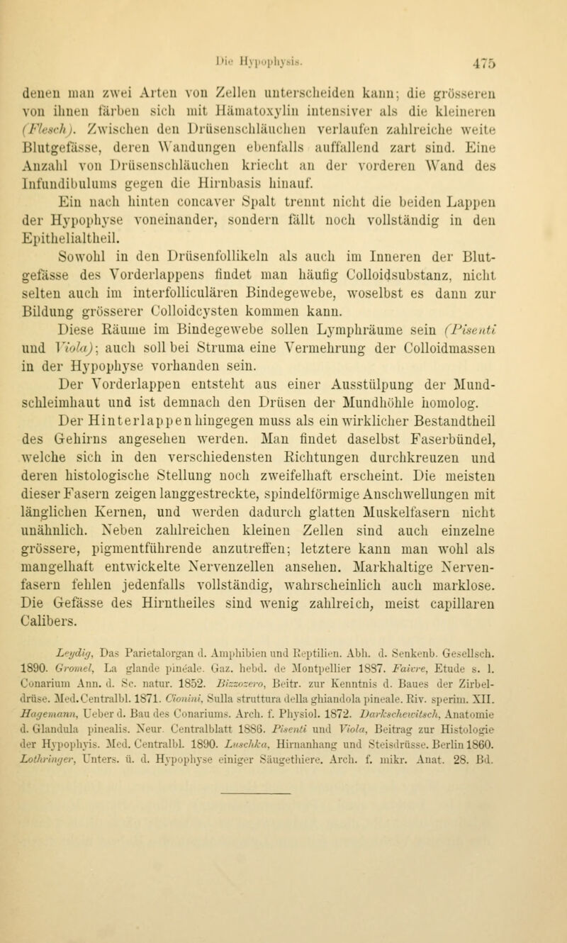 denen man zwei Arten von Zellen unterscheiden kann; die grösseren von ihnen färben sich mit Hämatuxylin intensiver als die kleineren (F/t'.scli )• Zwischen den Drüseuschläuchen verlaufen zahlreiche weite Blutgefässe, deren \\'andungen ebenfalls auffallend zart sind. Eine Anzahl von Drüsenschläucheu kriecht an der vorderen Wand des Infundibulums gegen die Hirnbasis hinauf. Ein nach hinten concaver JSpalt trennt nicht die beiden Lappen der Hj'pophyse voneinander, sondern fällt noch vollständig in den Ei)ithelialtheil. Sowohl in den Drüsenfollikeln als auch im Inneren der Blut- gefässe des Vorderlappens findet man häutig CoIIoidsubstanz, nicht selten auch im interfolliculären Bindegewebe, woselbst es dann zur Bildung grösserer Colloidcysten kommen kann. Diese Räume im Bindegewebe sollen Lymphräume sein (Piseuti und Viola); auch soll bei Struma eine Vermehrung der Colloidmassen in der Hypophyse vorhanden sein. Der Vorderlappen entsteht aus einer Ausstülpung der Mund- schleimhaut und ist demnach den Drüsen der Mundhöhle homolog. Der Hinterlappeu hingegen muss als ein wirklicher Bestandtheil des Gehirns angesehen werden. Man findet daselbst Faserbündel, welche sich in den verschiedensten Richtungen durchkreuzen und deren histologische Stellung noch zweifelhaft erscheint. Die meisten dieser Fasern zeigen langgestreckte, spindelförmige Anschwellungen mit länglichen Kernen, und werden dadurch glatten Muskelläsern nicht unähnlich. Neben zahlreichen kleineu Zellen sind auch einzelne grössere, pigmentführende anzutrefieu; letztere kann man wohl als maugelhalt entwickelte Nervenzellen ansehen. Marklialtige Nerven- fasern fehlen jedenfalls vollständig, wahrscheinlich auch marklose. Die Gefässe des Hirntheiles sind wenig zahlreich, meist capillaren Calibers. Lfiidig, Das Parietalorgan d. Amphibien und Reptilien. Abh. d. Senkenb. Gesellsch. 1890. Gromel, La glande pineale. Gaz. hebd. de Montpellier 1887. Fahre, Etüde s. 1. Conariuni Ann. d. Sc. natur. 1852. Bhzo-.ero, Beitr. zur Kenntnis d. Baues der Zirbel- drüse. Med.Centralbl. 1871. Cionini, Sulla struttura della ghiandola pineale. Eiv. speriui. XII. Hagemann, Ueber d. Bau des Conariums. Arcli. f. Physiol. 1872. Barkscheicitsch, Anatomie d. Glandula pinealis. Neur. Centralblatt 1886. Piienti und Viola, Beiti'ag zur Histologie der Hypophns. Med, Centralbl. 1890. Luschka, Hirnanhang und Steisdrüsse. Berlin 1860. Lothrimjer, Unters, ü. d. Hypopliyse einiger Säugetiiiere, Arch. f. mikr, Anat. 28. Bd.