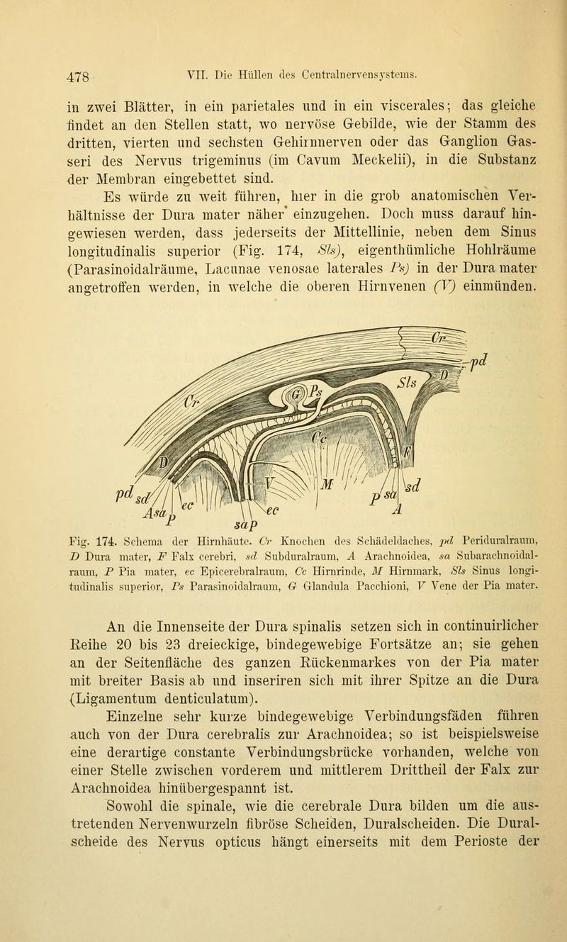 in zwei Blätter, in ein parietales und in ein viscerales; das gleiche findet an den Stellen statt, wo nervöse Gebilde, wie der Stamm des dritten, vierten und sechsten Gehirnnerven oder das Ganglion Gas- seri des Nervus trigeniinus (im Cavum Meckelii), in die Substanz der Membran eingebettet sind. Es würde zu weit führen, hier in die grob anatomischen Ver- hältnisse der Dura mater näher* einzugehen. Doch muss darauf hin- gewiesen werden, dass jederseits der Mittellinie, neben dem Sinus longitudinalis superior (Fig. 174, Sls), eigenthümliche Hohlräume (Parasinoidalräume, Laciinae venosae laterales PsJ in der Dura mater angetroffen werden, in welche die oberen Hirnvenen (V) einmünden. sap Fig. 174. Schema der Hirnhäute. Cr Knochen des Schädeldaches, jxZ Periduralraiini, D Dura mater, F Falx cerebri, sd Subduralraum, A Arachnoidea, sa Subarachnoidal- raum, P Pia mater, ec Epicerebralraum, Cc Hirnrinde, M Hirnniark, Sls Sinus longi- tudinalis superior, Fs Parasinoidalraum, G Glandula Pacchioni, V Vene der Pia mater. An die Innenseite der Dura spinalis setzen sich in continuirlicher Reihe 20 bis 23 dreieckige, bindegewebige Fortsätze an; sie gehen an der Seitenfläche des ganzen Rückenmarkes von der Pia mater mit breiter Basis ab und inseriren sich mit ihrer Spitze an die Dura (Ligamentum denticulatum). Einzelne sehr kurze bindegewebige Verbindungsfäden führen auch von der Dura cerebralis zur Arachnoidea; so ist beispielsweise eine derartige constante Verbindungsbrücke vorhanden, welche von einer Stelle zwischen vorderem und mittlerem Drittheil der Falx zur Arachnoidea hinübergespannt ist. Sowohl die spinale, wie die cerebrale Dura bilden um die aus- tretenden Nervenwurzeln fibröse Scheiden, Duralscheiden. Die Dural- scheide des Nervus opticus hängt einerseits mit dem Perioste der