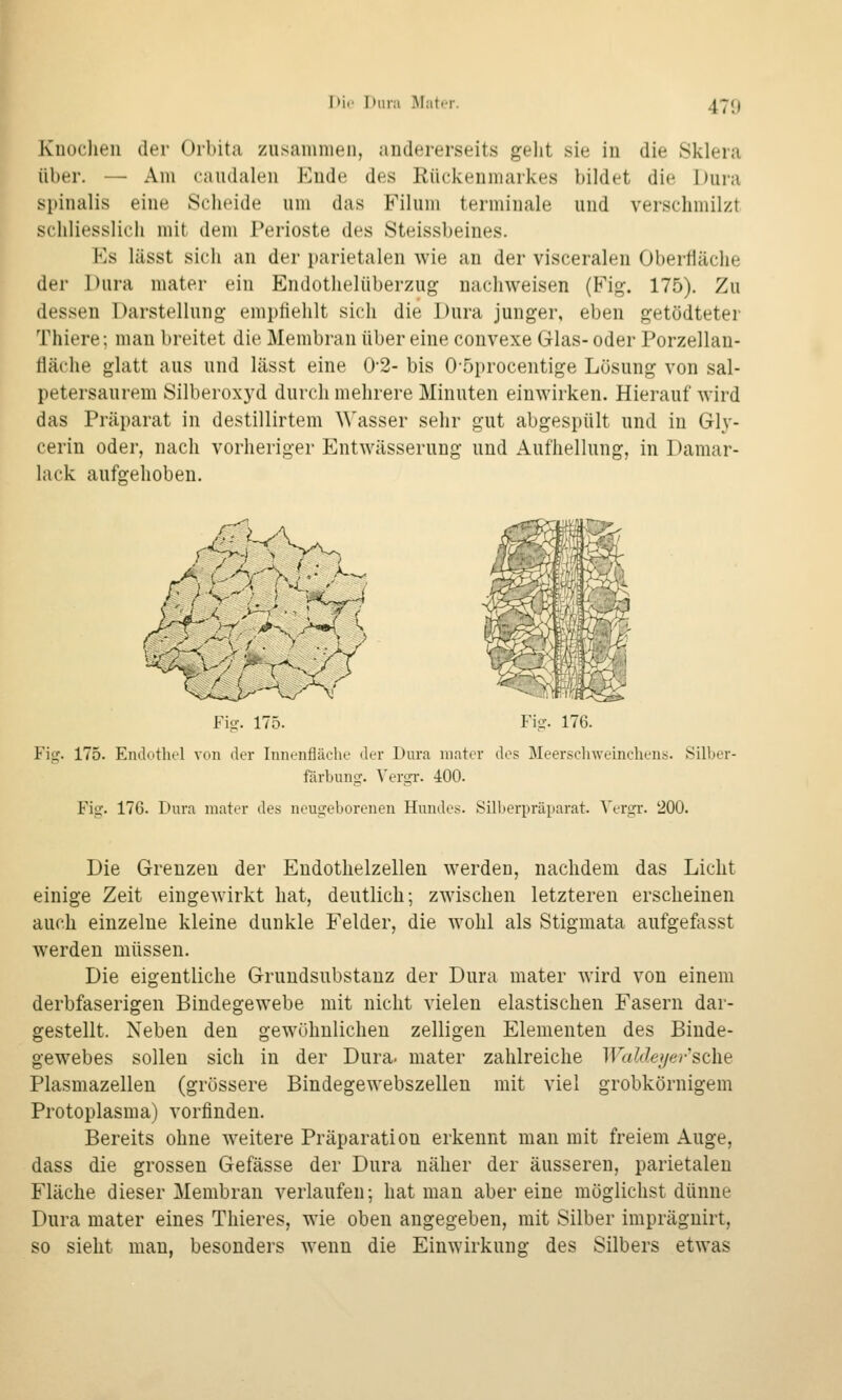 l>ii' l»iir;i MatiT. 47«) Kuüclien der Orbita zusamnien, audererseits geht sie iu die Sklera über. — Am caudalen Ende des Rückenmarkes bildet die Dura Spinalis eine Scheide um das Filum terminale und verschmilzt schliesslich mit dem Perioste des Steissbeines. Ks lässt sich an der parietalen wie an der visceralen Oberfläche der Dura mater ein Endothelüberzug nachweisen (Fig. 175). Zu dessen Darstellung empfiehlt sich die Dura junger, eben getödteter Thiere; man breitet die Membran über eine convexe Glas- oder Porzellan- fläche glatt aus und lässt eine 02- bis 0-5procentige Lösung von sal- petersaurem Silberoxyd durch melirere Minuten einwirken. Hierauf wird das Präparat in destillirtem A\'asser sehr gut abgespült und iu Gly- cerin oder, nach vorheriger Entwässerung und Aufhellung, in Damar- lack aufgehoben. ^r^m^~ y^ Fi^^ 175. Fig. 176. Fiij. 175. EndotlK'l von der Innenfläche der Dura mater des Meerscliweinchens. Silber- färbunir. Vergr. 400. Fig. 176. Dura mater des neugeborenen Hundes. Silberpräparat. Vergi-. 200. Die Grenzen der Endothelzellen werden, nachdem das Licht einige Zeit eingewirkt hat, deutlich; zwischen letzteren erscheinen auch einzelne kleine dunkle Felder, die wohl als Stigmata aufgefasst werden müssen. Die eigentliche Grundsubstanz der Dura mater wird von einem derbfaserigen Bindegewebe mit nicht vielen elastischen Fasern dar- gestellt. Neben den gewöhnlichen zelligen Elementen des Binde- gewebes sollen sich in der Dura, mater zahlreiche WaMeyer'sehe Plasmazellen (grössere Bindegewebszellen mit viel grobkörnigem Protoplasma) vorfinden. Bereits ohne weitere Präparation erkennt man mit freiem Auge, dass die grossen Gefässe der Dura näher der äusseren, parietalen Fläche dieser Membran verlaufen; hat man aber eine möglichst dünne Dura mater eines Thieres, wie oben angegeben, mit Silber imprägnirt, so sieht man, besonders wenn die Einwirkung des Silbers etwas