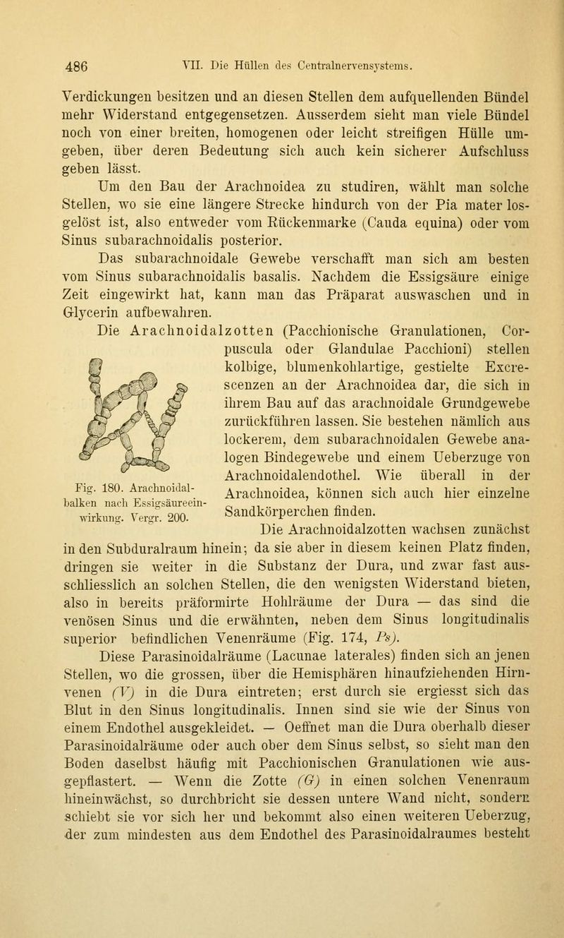 Verdickungen besitzen und an diesen Stellen dem aufquellenden Bündel mehr Widerstand entgegensetzen. Ausserdem sieht man viele Bündel noch von einer breiten, homogenen oder leicht streifigen Hülle um- geben, über deren Bedeutung sich auch kein sicherer Aufschluss geben lässt. Um den Bau der Arachnoidea zu studiren, wählt man solche Stellen, wo sie eine längere Strecke hindurch von der Pia mater los- gelöst ist, also entweder vom Rückenmarke (_Cauda equina) oder vom Sinus subarachnoidalis posterior. Das subarachnoidale Gewebe verschafft man sich am besten vom Sinus subarachnoidalis basalis. Nachdem die Essigsäure einige Zeit eingewirkt hat, kann man das Präparat auswaschen und in Glycerin aufbewahren. Die Arachnoidalzotten (Pacchionische Granulationen, Cor- puscula oder Glandulae Pacchioni) stellen kolbige, blumenkohlartige, gestielte Excre- scenzen an der Arachnoidea dar, die sich in ihrem Bau auf das arachnoidale Grundgewebe zurückführen lassen. Sie bestehen nämlich aus lockerem, dem subarachnoidalen Gewebe ana- logen Bindegewebe und einem Ueberzuge von Arachnoidalendothel. Wie überall in der Flg. 180. Arachnoidai- Arachnoidea, können sich auch hier einzelne balken nach Essicfsäureem- r. -,, . , n -, Wirkung. Vergr. 200. Sandkorperchen finden. Die Arachnoidalzotten wachsen zunächst in den Subduralraum hinein-, da sie aber in diesem keinen Platz finden, dringen sie weiter in die Substanz der Dura, und zwar fast aus- schliesslich an solchen Stellen, die den wenigsten Widerstand bieten, also in bereits präformirte Hohlräume der Dura — das sind die venösen Sinus und die erwähnten, neben dem Sinus longitudinalis superior befindlichen Venenräume (Fig. 174, Ps). Diese Parasinoidalräume (Lacunae laterales) finden sich an jenen Stellen, wo die grossen, über die Hemisphären hinaufziehenden Hirn- venen (V) in die Dura eintreten; erst durch sie ergiesst sich das Blut in den Sinus longitudinalis. Innen sind sie wie der Sinus von einem Endothel ausgekleidet. — Oeffnet man die Dura oberhalb dieser Parasinoidalräume oder auch ober dem Sinus selbst, so sieht mau den Boden daselbst häufig mit Pacchionischen Granulationen wie aus- gepflastert. — Wenn die Zotte (G) in einen solchen Venenraum hineinwächst, so durchbricht sie dessen untere Wand nicht, sondern schiebt sie vor sich her und bekommt also einen weiteren Ueberzug, der zum mindesten aus dem Endothel des Parasinoidalraumes besteht