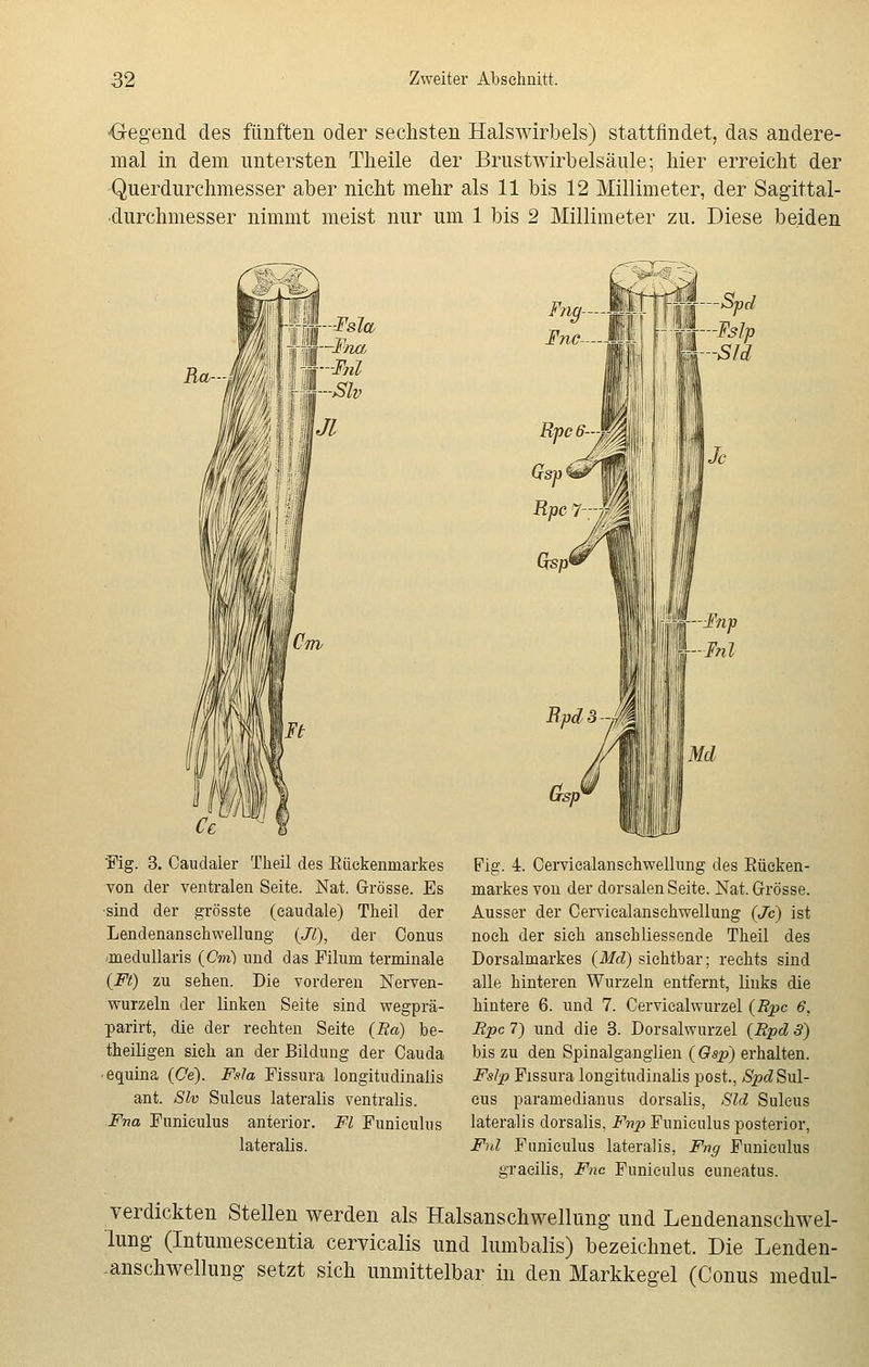 <*egend des fünften oder sechsten Halswirbels) stattfindet, das andere- mal in dem untersten Theile der Brustwirbelsäule; hier erreicht der Querdurchmesser aber nicht mehr als 11 bis 12 Millimeter, der Sagittal- durchmesser nimmt meist nur um 1 bis 2 Millimeter zu. Diese beiden Fig. 3. Caudaler Theü des Bückenmarkes von der ventralen Seite. Nat. Grösse. Es ■sind der grösste (caudale) Theil der Lenclenansehwellung (Jl), der Conus medullaris (Cm) und das Filuni terminale (Ft) zu sehen. Die vorderen Nerven- wurzeln der linken Seite sind wegprä- parirt, die der rechten Seite (Ra) be- theiligen sich an der Bildung der Cauda • equina (Ce). F.?la Fissura longitudinalis ant. Slv Suleus lateralis ventralis. Fna Funieulus anterior. Fl Funicuhis lateralis. Fig. 4. Cervicalansehwellung des Bücken- markes von der dorsalen Seite. Nat. Grösse. Ausser der Cervicalansehwellung (Je) ist noch der sieh anschliessende Theil des Dorsalmarkes (Md) sichtbar; rechts sind alle hinteren Wurzeln entfernt, links die hintere 6. und 7. Cervicalwurzel (Rpc 6, Rpc 7) und die 3. Dorsalwurzel (Rpd 3) bis zu den Spinalganglien (Gsp) erhalten. Fslp Fissura longitudinalis post., Spd Sul- eus paramedianus dorsalis, Sld Suleus lateralis dorsalis, Fnp Funieulus posterior, Ful Funieulus lateralis, Fng Funieulus graeilis, Fnc Funieulus euneatus. verdickten Stellen werden als Halsanschwellung und Lendenanschwel- lung (Intumescentia cervicalis und lumbalis) bezeichnet. Die Lenden- -anschwellung setzt sich unmittelbar in den Markkegel (Conus medul-
