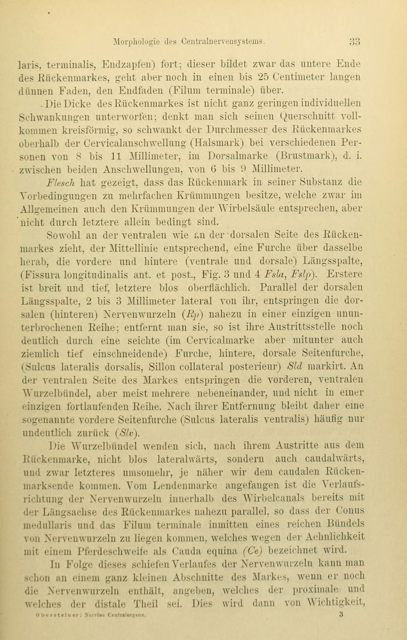 laris. terminalis, Endzapfen) fort; dieser bildet zwar das untere Ende des Rückenmarkes, geht aber noch in einen bis 25 Centimeter langen dünnen Faden, den Endfaden (Filum terminale) über. .Die Dicke des Rückenmarkes ist nicht ganz geringen individuellen Schwankungen unterworfen; denkt man sich seinen Querschnitt voll- kommen kreisförmig, so schwankt der Durchmesser des Rückenmarkes oberhalb der Cervicalanschwellung (Halsmark) bei verschiedenen Per- sonen von 8 bis 11 Millimeter, im Dorsalmarke (Brustmark), d. i. zwischen beiden Anschwellungen, von 6 bis 9 Millimeter. Flesch hat gezeigt, dass das Rückenmark in seiner Substanz die Vorbedingungen zu mehrfachen Krümmungen besitze, welche zwar im Allgemeinen auch den Krümmungen der Wirbelsäule entsprechen, aber nicht durch letztere allein bedingt sind. Sowohl an der ventralen wie an der dorsalen Seite des Eücken- markes zieht, der Mittellinie entsprechend, eine Furche über dasselbe herab, die vordere und hintere (ventrale und dorsale) Längsspalte, (Fissura longitudinalis ant, et post,, Fig. 3 und 4 Fsla, Fslp). Erstere ist breit und tief, letztere blos oberflächlich. Parallel der dorsalen Längsspalte, 2 bis 3 Millimeter lateral von ihr, entspringen die dor- salen (hinteren) Xervenwurzeln (Rp) nahezu in einer einzigen unun- terbrochenen Reihe; entfernt man sie, so ist ihre Austrittsstelle noch deutlich durch eine seichte (im Cervicalmarke aber mitunter auch ziemlich tief einschneidende) Furche, hintere, dorsale Seitenfurche, (Sulcus lateralis dorsalis, Sillon collateral posterieur) Sld markirt. An der ventralen Seite des Markes entspringen die vorderen, ventralen Wurzelbündel, aber meist mehrere nebeneinander, und nicht in einer einzigen fortlaufenden Reihe. Nach ihrer Entfernung bleibt daher eine nannte vordere Seitenfurche (Sulcus lateralis ventralis) häufig nur undeutlich zurück (Slv). Die Wurzelbünde] wenden sich, nach ihrem Austritte aus dem Rückenmarke, nicht blos lateralwärts, sondern auch caudalwärts, und zwar letzteres umsomehr, je näher wir dem caudalen Rücken- marksende kommen. Vom Lendenmarke angefangen ist die Verlaufs- richtung der Nervenwurzelu innerhalb des Wirbelcanals bereits mit der Längsachse des Rückenmarkes nahezu parallel, so dass der ((»uns medullaris und das Filum terminale inmitten eines reichen Bündels von Nervenwurzelu zu liegen kommen, welches wegen der Aehnlichkeit mit einem Pferdeschweife als Cauda equina (Ce) bezeichnet wird. In Folge dieses schiefen Verlaufes der Nervenwurzeln kann mau schon ;ui einem ganz kleinen Abschnitte ^\>^ .Marke-, wenn er noch die Nervenwurzelu enthält, angeben, welches der proximale und welches der distale Theil sei. Dies wird dann von Wichtigkeit,
