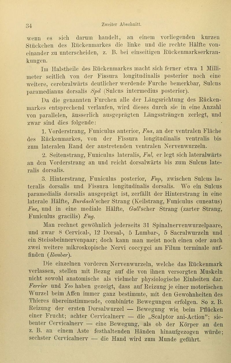 wenn es sich darum handelt, an einem vorliegenden kurzen Stückchen des Rückenmarkes die linke und die rechte Hälfte von- einander zu unterscheiden, z. B. bei einseitigen Rückenmarkserkran- kungen. Im Halstheile des Rückenmarkes macht sich ferner etwa 1 Milli- meter seitlich von der Fissura longitudinalis posterior noch eine weitere, cerebralwärts deutlicher werdende Furche bemerkbar, Sulcus paramedianus dorsalis Spd (Sulcus intermedius posterior). Da die genannten Furchen alle der Längsrichtung des Rücken- markes entsprechend verlaufen, wird dieses durch sie in eine Anzahl von parallelen, äusserlich ausgeprägten Längssträngen zerlegt, und zwar sind dies folgende: 1. Vorderstrang, Funiculus anterior, Fna, an der ventralen Fläche des Rückenmarkes, von der Fissura longitudinalis ventralis bis zum lateralen Rand der austretenden ventralen Nervenwurzeln. 2. Seitenstrang, Funiculus lateralis, Fnl, er legt sich lateralwärts an den Vorderstrang an und reicht dorsalwärts bis zum Sulcus late- ralis dorsalis. 3. Hinterstrang, Funiculus posterior, Frvp, zwischen Sulcus la- teralis dorsalis und Fissura longitudinalis dorsalis. Wo ein Sulcus paramedialis dorsalis ausgeprägt ist, zerfällt der Hinterstrang in eine laterale Hälfte, Burdach'scher Strang (Keilstrang, Funiculus cuneatus) Fnc, und in eine mediale Hälfte, GolPscher Strang (zarter Strang, Funiculus gracilis) Fng. Man rechnet gewöhnlich jederseits 31 Spinalnervenwurzelpaare, und zwar 8 Cervical-, 12 Dorsal-, 5 Lumbar-, 5 Sacralwurzeln und ein Steissbeinnervenpaar; doch kann man meist noch einen oder auch zwei weitere mikroskopische Nervi coccygei am Filum terminale auf- finden (Rauher). Die einzelnen vorderen Nervenwurzeln, welche das Rückenmark verlassen, stellen mit Bezug auf die von ihnen versorgten Muskeln nicht sowohl anatomische als vielmehr plrysiologische Einheiten dar. Ferrier und Yeo haben gezeigt, dass auf Reizung je einer motorischen Wurzel beim Affen immer ganz bestimmte, mit den Gewohnheiten des Thieres übereinstimmende, combinirte Bewegungen erfolgen. So z. B. Reizung der ersten Dorsalwurzel — Bewegung wie beim Pflücken einer Frucht; achter Cervicalnerv — die „Scalptor ani-Action; sie- benter Cervicalnerv — eine Bewegung, als ob der Körper an den z. B. an einem Aste festhaltenden Händen hinaufgezogen würde; sechster Cervicalnerv — die Hand wird zum Munde geführt.