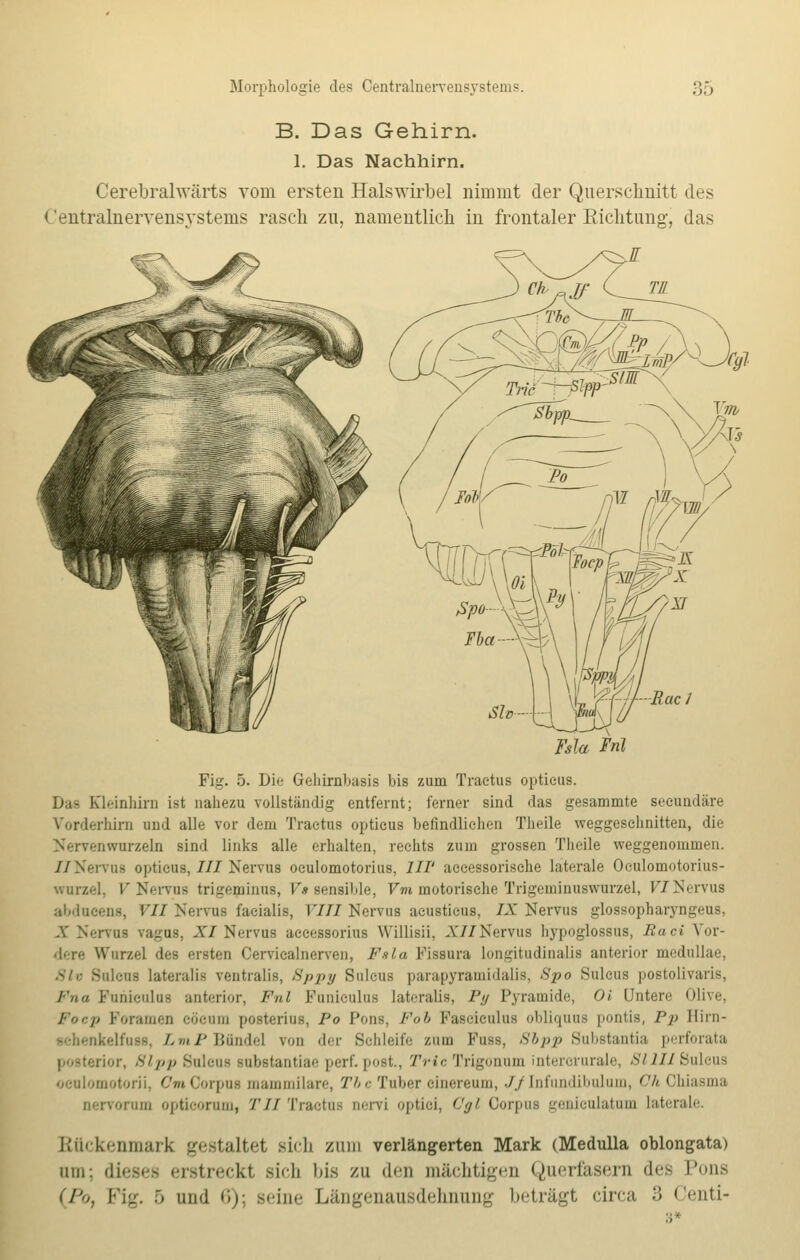 B. Das Gehirn. 1. Das Nachhirn. Cerebralwärts vom ersten Halswirbel nimmt der Querschnitt des Zentralnervensystems rasch zu, namentlich in frontaler Richtung-, das Isla Fhl Fig. 5. Die Gehirnbasis bis zum Traetus opticus. Das Kleinhirn ist nahezu vollständig entfernt; ferner sind das gesammte secundäre Vorderhirn und alle vor dem Traetus opticus befindlichen Theile weggeschnitten, die nwurzeln sind links alle erhalten, rechts zum grossen Theile weggenommen. Z/Nervus opticus, III Nervus oculomotorius, III' aceessorische laterale Oculomotorius- PNervus trigeminus, Vs sensible, Vmmotorische Trigeminuswurzel, FINervus abducens, VII Nervus facialis, VIII Nervus acusticus. IX Nervus glossopharyngeus, X Nervus vagus, XI Nervus accessorius Willisii, XII Nervus bypoglossus, Raci Vor- W'urzel des ersten Cerviealnerven, Fsla Fissura longitudinalis anterior medullär, -ulcus lateralis ventralis, Sppy Balcus parapyramidalis, 8po Sulcus postolivaris, l'wi Puniculus anterior, Fnl Funiculus lateralis, Py Pyramide, Ol Untere Olive, Foep Poramen eöcum posterius, Po Pons, Fob Faseiculus obliquus pontis, Pp Iliin- •chenkelfuM, LmP Bunde! von der Schleife zum Pubs, 8bpp Substantia perforata or, 8lpp Sulcus mbstantiae perf.post., Trie Trigonum interorurale, S7 212 Suleus oculomotorii, Cwi Corpus mammilare, Tb e Tuber oinereum, //Infundibulum, Oh Chiasma • .•Min opticorum, TU Traetus nervi optici, Cgi Corpus geniculatum laterale Rückenmark gestaltet siel zum verlängerten Mark (Medulla oblongata) um: dieses erstreckt sich bis zu den mächtigeB Querfasern des Pons (Po, Fig. 5 and 6); seine Längenausdehnung beträgt circa 3 Centi-