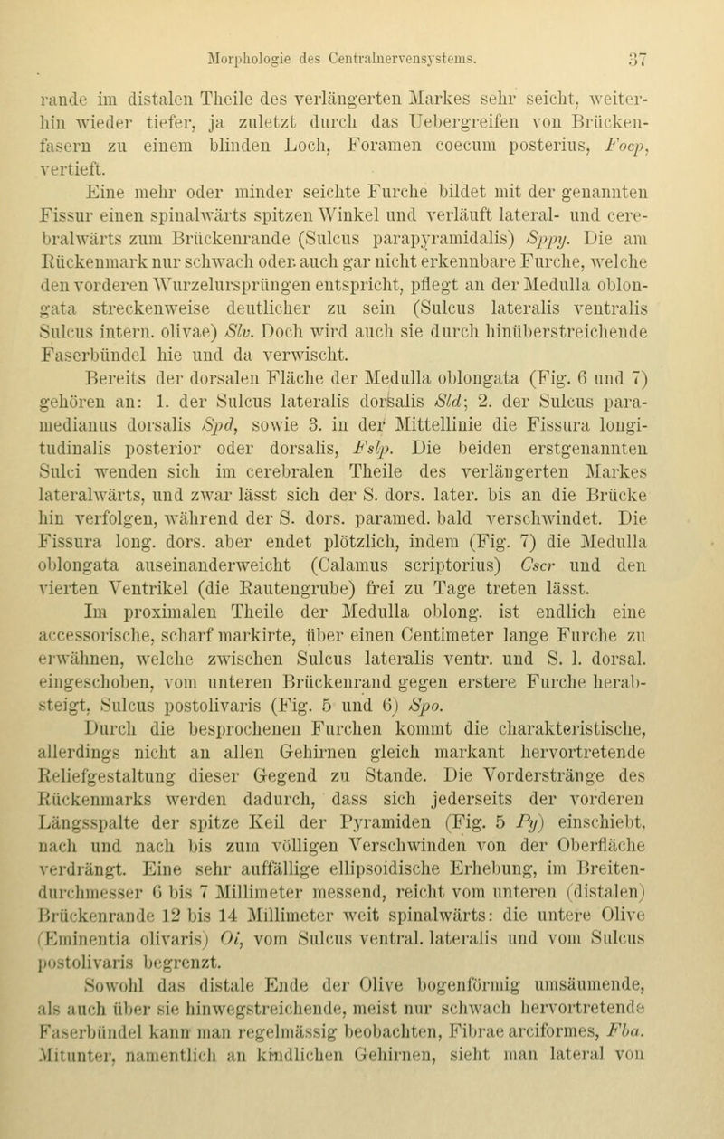 rande im distalen Theile des verlängerten Markes sehr seicht, weiter- hin wieder tiefer, ja zuletzt durch das Uebergreifen von Brücken- fasern zu einem blinden Loch, Foramen coecum posterius, Focp, vertieft. Eine mehr oder minder seichte Furche bildet mit der genannten Fissur einen spinalwärts spitzen Winkel und verläuft lateral- und cere- bralwärts zum Brückenrande (Sulcus parapyrainidalis) Sppy. Die am Rückenmark nur schwach oder, auch gar nicht erkennbare Furche, welche den vorderen Wurzelursprüngen entspricht, pflegt an der Medulla oblon- gata streckenweise deutlicher zu sein (Sulcus lateralis ventralis Sulcus intern, olivae) Slv. Doch wird auch sie durch hinüberstreichende Faserbündel hie und da verwischt. Bereits der dorsalen Fläche der Medulla oblongata (Fig. 6 und 7) gehören an: 1. der Sulcus lateralis dorsalis Sld\ 2. der Sulcus para- niedianus dorsalis Spd, sowie 3. in der Mittellinie die Fissura longi- tudinalis posterior oder dorsalis, Fslp. Die beiden erstgenannten Sulci wenden sich im cerebralen Theile des verlängerten Markes lateralwärts, und zwar lässt sich der S. dors. later. bis an die Brücke hin verfolgen, während der S. dors. paramed. bald verschwindet. Die Fissura long. dors. aber endet plötzlich, indem (Fig. 7) die Medulla oblongata auseinanderweicht (Calamus scriptorius) Cscr und den vierten Ventrikel (die Eautengrube) frei zu Tage treten lässt. Im proximalen Theile der Medulla oblong, ist endlich eine accessorische, scharf markirte, über einen Centimeter lange Furche zu erwähnen, welche zwischen Sulcus lateralis ventr. und S. 1. dorsal, eingeschoben, vom unteren Brückenrand gegen erstere Furche herab- steigt, Sulcus postolivaris (Fig. 5 und 6) Spo. Durch die besprochenen Furchen kommt die charakteristische, allerdings nicht an allen Gehirnen gleich markant hervortretende JOlrnfgestaltung dieser Gegend zu Stande. Die Vorderstränge des Kmkenmarks werden dadurch, dass sich jederseits der vorderen Längsspalte der spitze Keil der Pyramiden (Fig. 5 Py) einschiebt. nach und nach bis zum völligen Verschwinden von der Oberfläche verdrängt Eine sehr auffällige ellipsoidische Erhebung, im Breiten- durchmesser 6 bis 7 .Millimeter messend, reicht vom unteren (distalen) Brtickenrande 12 bis 14 Millimeter weit spinalwärts: die untere Olive Hminentia olivaris) Oi, vom Sulcus ventral, lateralis und vom Sulcus postolivaris begrenzt. Sowohl das distale Ende der Olive bogenförmig umsäumende, als auch tiber sie hinwegstreichende, meist nur schwach hervortretende rbündel kann man regelmässig beobachten, Fibrae arciformes, Fba. .Mitunter, namentlich an kindlichen Gehirnen, sieht man lateral von