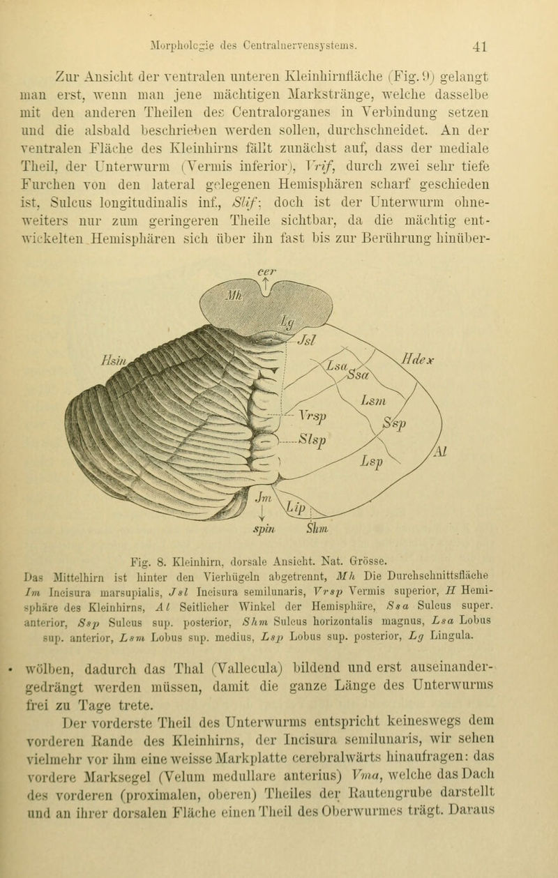 Zur Ansicht der ventralen unteren Kleinhirnfläche (Fig. 9) gelangt man erst, wenn man jene mächtigen Markstränge, welche dasselbe mit den anderen Theilen des Centralorganes in Verbindung setzen und die alsbald beschrieben werden sollen, durchschneidet. An der ventralen Fläche des Kleinhirns fällt zunächst auf, dass der mediale Theil, der Unterwurm i Vermis inferior), Vrif, durch zwei sehr tiefe Furchen von den lateral gelegenen Hemisphären scharf geschieden ist. Sulcus longitudinalis inf, Slif\ doch ist der Unterwurm ohne- weiters nur zum geringeren Theile sichtbar, da die mächtig ent- wickelten Hemisphären sich über ihn fast bis zur Berührung hinüber- spin Fig. 8. Kleinhirn, dorsale Ansieht. Nat. Grösse. Mittelhirn ist hinter den Vierhügeln abgetrennt, Mh Die Durohsehnittsfläehe Im [ncisnra marsupialis, Jsl Incisura semilunaris, Vrsp Vermis superior, H Hemi- Bphäre des Kleinhirns, AI Seitlicher Winkel der Hemisphäre, Ssa Sulcus super. anterior, Ssp Sulcus sup. posterior, Shm Sulcus horizontalis magnus, Lsa Lobus Bap. anterior, Lsm Lobus sup. medius, Lsp Lobus sup. posterior, Lg Lingula. wölben, dadurch das Thal (Vallecula) bildend und erst auseinander- gedrängt werden müssen, damit die ganze Länge des Unterwurms frei zu Tage trete. Der vorderste Theil des Unterwurms entspricht keineswegs dem Forderen Rande des Kleinhirns, der Incisura semilunaris, wir sehen vielmehr vor ihm eine weisse Markplatte cerebralwärts hinaufragen: das vordere Biarksegel (Velum medulläre anterius) Vma, welche das Dach des vorderen (proximalen, oberen) Theiles der Rautengrube darstellt und an ihrer dorsalen Fläche einen Thei] des Oberwurmes trägt. Daraus