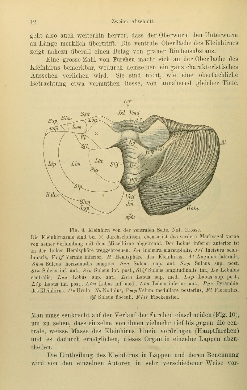 geht also auch weiterhin hervor, dass der Oberwurm den Unterwurm an Länge merklich übertrifft. Die ventrale Oberfläche des Kleinhirnes zeigt nahezu überall einen Belag von grauer Eindensubstanz. Eine grosse Zahl von Furchen macht sich an der Oberfläche des Kleinhirns bemerkbar, wodurch demselben ein ganz charakteristisches Aussehen verliehen wird. Sie sind nicht, wie eine oberflächliche Betrachtung etwa vermuthen Hesse, von annähernd gleicher Tiefe. Fig. 9. Kleinhirn von der ventralen Seite. Nat. Grösse. Die Kleinhirnanne sind bei X durchschnitten, ebenso ist das vordere Marksegel vorne von seiner Verbindung mit dem Mittelhirne abgetrennt. Der Lobus inferior anterior ist an der linken Hemisphäre weggebrochen. Jm Ineisura marsupialis, Jsl Ineisura senii- lunaris, Vrif Vermis inferior, H Hemisphäre des Kleinhirns, AI Angulus lateralis, 8hm Suleus horizontalis magnus, Ssa Suleus sup. ant. Ssp Suleus sup. post. Sia Suleus inf. ant., Sip Suleus inf. post., Slif Suleus longitudinalis inf., Lc Lobulus centralis, Lsa Lobus sup. ant., Lsm Lobus sup. med. Lsp Lobus sup. post., Lip Lobus inf. post., Lim Lobus inf. med., Lia Lobus inferior ant., Pyc Pyramide des Kleinhirns. Uv Uvula, iVb Nodulus, VmpVe\\im medulläre posterius, Fl Fiocculus, Sfl Suleus fioceuli, Flst Ploekenstiel. Man muss senkrecht auf den Verlauf der Furchen einschneiden (Fig. 10% um zu sehen, dass einzelne von ihnen vielmehr tief bis gegen die cen- trale, weisse Masse des Kleinhirns hinein vordringen (Hauptfurchen) und es dadurch ermöglichen, dieses Organ in einzelne Lappen abzu- theilen. Die Eintheilung des Kleinhirns in Lappen und deren Benennung wird von den einzelnen Autoren in sehr verschiedener Weise vor-