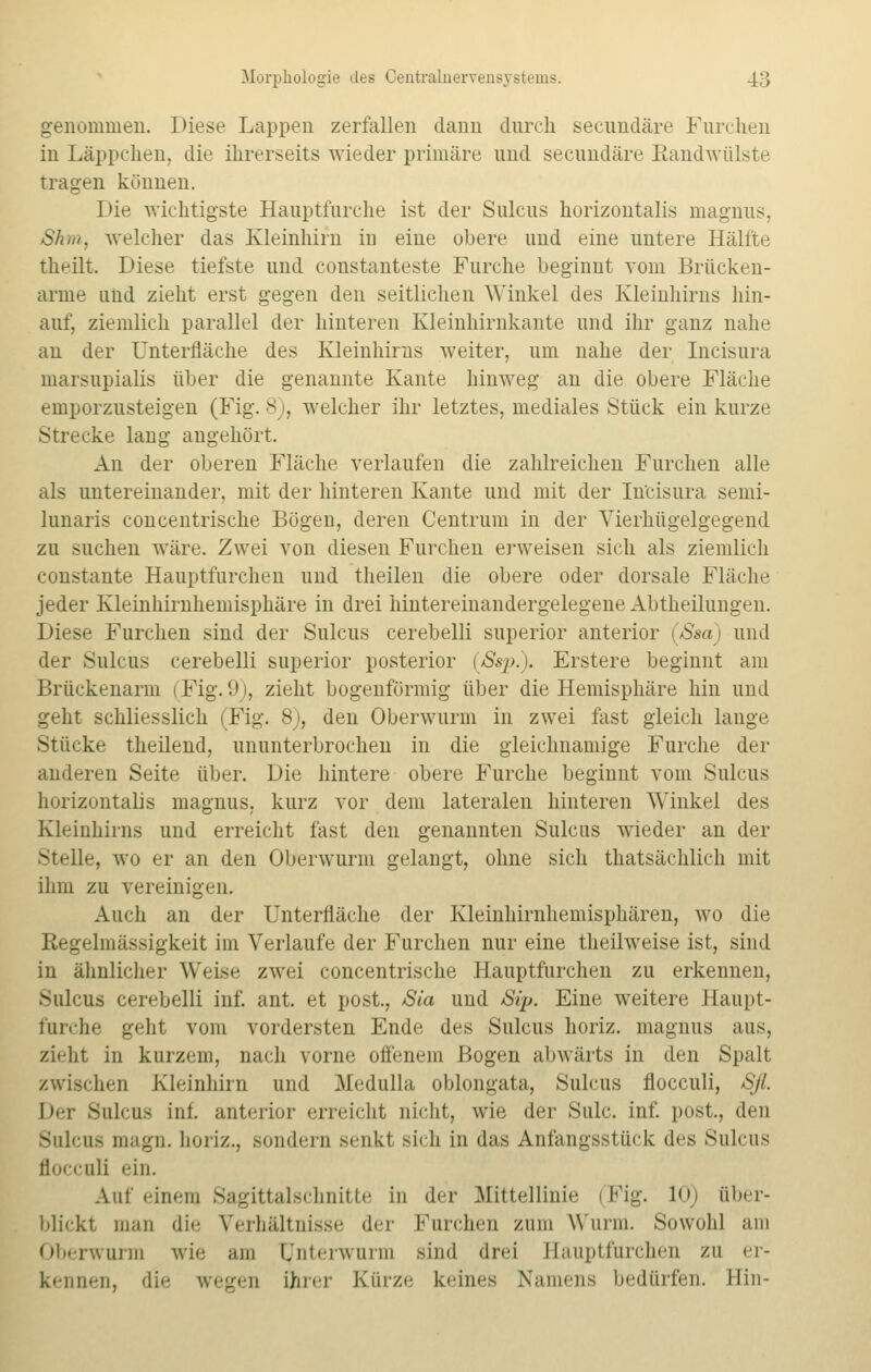 genommen. Diese Lappen zerfallen dann durch secundäre Furchen in Läppchen, die ihrerseits wieder primäre und secundäre Randwülste tragen können. Die wichtigste Hauptfurche ist der Sulcus horizontalis magnus, Shm, welcher das Kleinhirn in eine obere und eine untere Hälfte theilt. Diese tiefste und constanteste Furche beginnt vom Brücken- arme und zieht erst gegen den seitlichen Winkel des Kleinhirns hin- auf, ziemlich parallel der hinteren Kleinhirnkante und ihr ganz nahe an der Unterfläche des Kleinhirns weiter, um nahe der Incisura marsupialis über die genannte Kante hinweg an die obere Fläche emporzusteigen (Fig. 8), welcher ihr letztes, mediales Stück ein kurze Strecke lang angehört. An der oberen Fläche verlaufen die zahlreichen Furchen alle als untereinander, mit der hinteren Kante und mit der Incisura semi- lunaris concentrische Bögen, deren Centrum in der Vierhügelgegend zu suchen wäre. Zwei von diesen Furchen erweisen sich als ziemlich constante Hauptfurchen und theilen die obere oder dorsale Fläche jeder Kleinhirnhemisphäre in drei hintereinandergelegene Abtheilungen. Diese Furchen sind der Sulcus cerebelli superior anterior (Ssa) und der Sulcus cerebelli superior posterior (Ssp.). Erstere beginnt am Brückenarm 1 Fig. 01, zieht bogenförmig über die Hemisphäre hin und geht schliesslich (Fig. 8), den Oberwurm in zwei fast gleich lange Stücke theilend, ununterbrochen in die gleichnamige Furche der anderen Seite über. Die hintere obere Furche beginnt vom Sulcus horizontalis magnus. kurz vor dem lateralen hinteren Winkel des Kleinhirns und erreicht fast den genannten Sulcus wieder an der Stelle, wo er an den Oberwurm gelangt, ohne sich thatsächlich mit ihm zu vereinigen. Auch an der Unterfläche der Kleinhirnhemisphären, wo die Kegelmässigkeit im Verlaufe der Furchen nur eine theilweise ist, sind in ähnlicher Weise zwei concentrische Hauptfurchen zu erkennen, Sulcus cerebelli inf. ant. et post., Sia und Sij>. Eine weitere Haupt- fnrche geht vom vordersten Ende des Sulcus horiz. magnus aus, zieht in kurzem, nach vorne offenem Bogen abwärts in den Spalt zwischen Kleinhirn und Medulla oblongata, Sulcus flocculi, Sji Der Sulcus int. anterior erreicht nicht, wie der Stile, inf. post., den Sulcus magn. horiz., sondern senkt sich in das Anfangsstück des Sulcus flocculi ein. Auf einem Sagittalschnitte in der .Mittellinie (Fig. 10) über- blickt man die Verhältnisse der Furchen zum Wurm. Sowohl am Oberwurm wie am tjnterwurm sind drei Eauptfurchen zu er- kennen, die wegen ihrer Kürze keines Namens bedürfen. Bin-