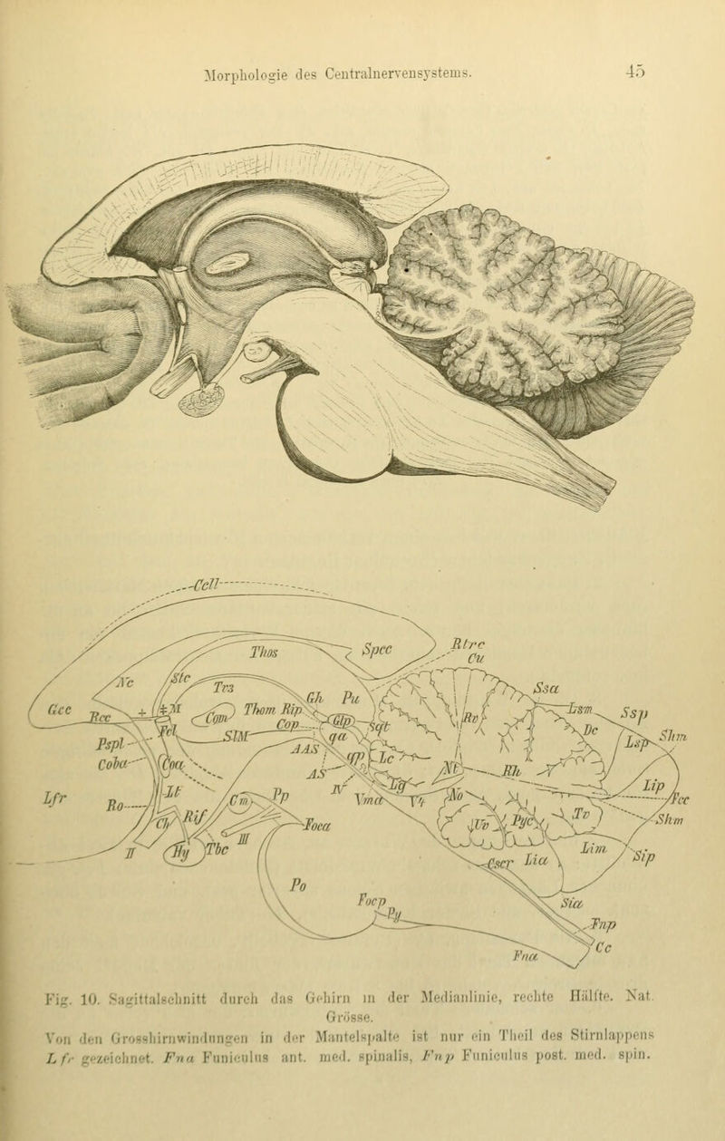 ..-Cell in in der Medianlinie, re< h\ Bälfte. Nal Grö V,,,, ,i irnwindnngen in der Mantelspalte ia1 nur ein Theil des Stirnlappens / ,,, Funiculua ant. med. spinali Fnp Funiculus poai med. Bpin.