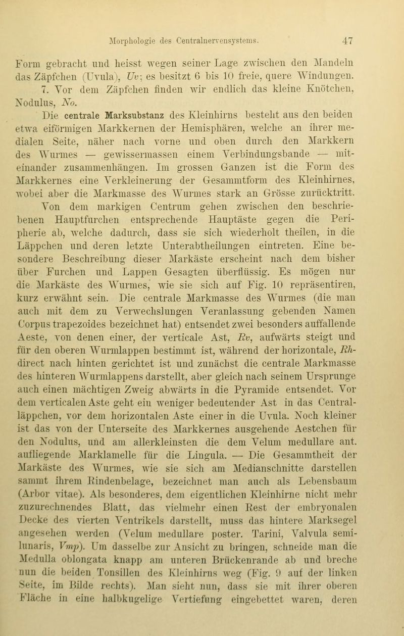 Form gebracht und heisst wegen seiner Lage zwischen den Mandeln das Zäpfchen i Uvula i, Uv\ es besitzt 6 bis 10 freie, quere Windungen. 7. Vor dem Zäpfchen finden wir endlich das kleine Knötchen, Nodulus, No. Die centrale Marksubstanz des Kleinhirns besteht aus den beiden etwa eiförmigen Markkernen der Hemisphären, welche an ihrer me- dialen Seite, näher nach vorne und oben durch den Markkern des Wurmes — gewissermassen einem Verbindungsbande — mit- einander zusammenhängen. Im grossen Ganzen ist die Form des Markkernes eine Verkleinerung der Gesammtform des Kleinhirnes, wobei aber die Markmasse des Wurmes stark an Grösse zurücktritt. Von dem markigen Centrum gehen zwischen den beschrie- benen Hauptfurchen entsprechende Hauptäste gegen die Peri- pherie ab, welche dadurch, dass sie sich wiederholt theilen, in die Läppchen und deren letzte Unterabtheilungen eintreten. Eine be- sondere Beschreibung dieser Markäste erscheint nach dem bisher über Furchen und Lappen Gesagten überflüssig. Es mögen nur die Markäste des Wurmes, wie sie sich auf Fig. 10 repräsentiren, kurz erwähnt sein. Die centrale Markmasse des Wurmes (die man auch mit dem zu Verwechslungen Veranlassung gebenden Namen Corpus trapezoides bezeichnet hat) entsendet zwei besonders auffallende Aeste, von denen einer, der verticale Ast, Rv, aufwärts steigt und für den oberen Wurmlappen bestimmt ist, während der horizontale, Kh- direct nach hinten gerichtet ist und zunächst die centrale Markmasse des hinteren Wurmlappens darstellt, aber gleich nach seinem Ursprünge auch einen mächtigen Zweig abwärts in die Pyramide entsendet. Vor dem verticalen Aste geht eiu weniger bedeutender Ast in das Central- läppchen, vor dem horizontalen Aste einer in die Uvula. Noch kleiner ist das von der Unterseite des Markkernes ausgehende Aestchen für des Nodulus, und am allerkleinsten die dem Velum medulläre ant. aufliegende Marklamelle für die Lingula. — Die Gesammtheit der Maikäste des Winnies, wie sie sich am Medianschnitte darstellen sammt ihrem I.'indenbelage, bezeichnet man auch als Lebensbaum (Arbor vitae). Als besonderes, dem eigentlichen Kleinhirne nicht mehr zuzurechnendes Blatt, das vielmehr einen Rest der embryonalen Decke des vierten Ventrikels darstellt, muss das hintere Marksegel angesehen werden (Velum medulläre poeter. Tarini, Valvula semi- lunaris, Vmp). Im dasselbe zur Ansicht zu bringen, schneide man die Medulla oblongata knapp am unteren Brückenrande ab und breche nun die beiden Tonsillen des Kleinhirns weg (Fig. 9 auf der linken Seite, im Hilde rechts). .Man sieht nun, dass sie Hill ihrer oberen Fläche in ein«- halbkugelige Vertiefung eingebettet waren, deren