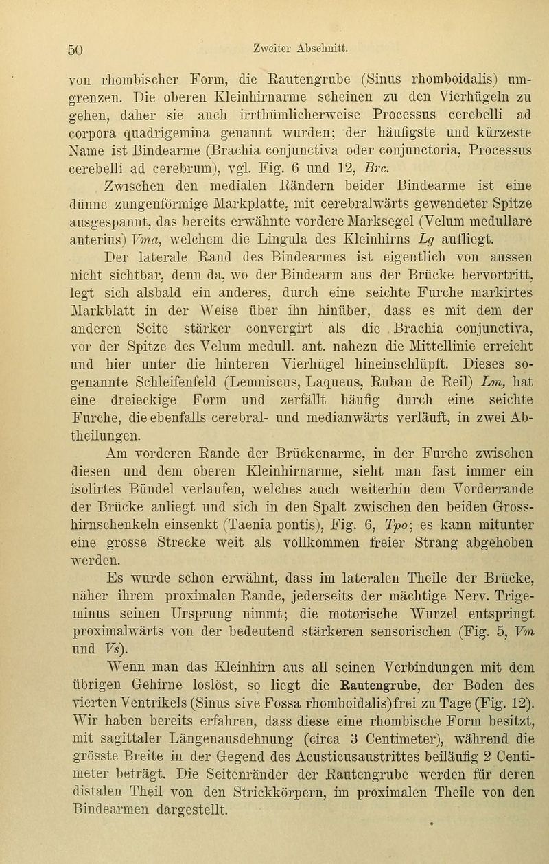 von rhombischer Form, die Rautengrube (Sinus rhomboidalis) um- grenzen. Die oberen Kleinhirnarme scheinen zu den Vierhügeln zu gehen, daher sie auch irrtümlicherweise Processus cerebelli ad corpora quadrigemina genannt wurden; der häufigste und kürzeste Name ist Bindearme (Brachia conjunctiva oder conjunctoria, Processus cerebelli ad cerebrum), vgl. Fig. 6 und 12, Brc. Zwischen den medialen Eändern beider Bindearme ist eine dünne zungenförmige Markplatte, mit cerebralwärts gewendeter Spitze ausgespannt, das bereits erwähnte vordere Marksegel (Velum medulläre anterius) Vma, welchem die Lingula des Kleinhirns Lg aufliegt. Der laterale Eand des Bindearmes ist eigentlich von aussen nicht sichtbar, denn da, wo der Bindearm aus der Brücke hervortritt, legt sich alsbald ein anderes, durch eine seichte Furche markirtes Markblatt in der Weise über ihn hinüber, dass es mit dem der anderen Seite stärker convergirt als die Brachia conjunctiva, vor der Spitze des Velum medull. ant. nahezu die Mittellinie erreicht und hier unter die hinteren Vierhügel hineinschlüpft. Dieses so- genannte Schleifenfeld (Lemniscus, Laqueus, Ruban de Reil) Z-m, hat eine dreieckige Form und zerfällt häufig durch eine seichte Furche, die ebenfalls cerebral- und medianwärts verläuft, in zwei Ab- theilungen. Am vorderen Rande der Brückenarme, in der Furche zwischen diesen und dem oberen Kleinhirnarme, sieht man fast immer ein isolirtes Bündel verlaufen, welches auch weiterhin dem Vorderrande der Brücke anliegt und sich in den Spalt zwischen den beiden Gross- hirnschenkeln einsenkt (Taenia pontis), Fig. 6, Tpo; es kann mitunter eine grosse Strecke weit als vollkommen freier Strang abgehoben werden. Es wurde schon erwähnt, dass im lateralen Theile der Brücke, näher ihrem proximalen Rande, jederseits der mächtige Nerv. Trige- minus seinen Ursprung nimmt; die motorische Wurzel entspringt proximalwärts von der bedeutend stärkeren sensorischen (Fig. 5, Vm und Vs). Wenn man das Kleinhirn aus all seinen Verbindungen mit dem übrigen Gehirne loslöst, so liegt die Rautengrube, der Boden des vierten Ventrikels (Sinus siveFossa rhomboidalis)frei zu Tage (Fig. 12). Wir haben bereits erfahren, dass diese eine rhombische Form besitzt, mit sagittaler Längenausdehnung (circa 3 Centimeter), während die grösste Breite in der Gegend des Acusticusaustrittes beiläufig 2 Centi- meter beträgt. Die Seitenränder der Rautengrube werden für deren distalen Theil von den Strickkörpern, im proximalen Theile von den Bindearmen dargestellt.