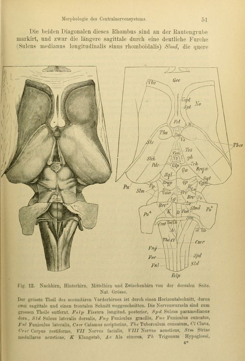 Die beiden Diagonalen dieses Rhombus sind an der Rautengrube markirt, und zwar die längere sagittale durch eine deutliche Furche (Sulcus medianus longitudinalis sinus rhomboidalis) Slmd, die quere Sachhirn, Hinterhirn, Mittelhirn and ZwiBchenbirn von der dorsalen Seite. Nat. 'i rosse. jundären Vorderhirnes ist durch einen Horizontalsohnitt, duron Kaie und einen frontalen Schnitt weggeschnitten. Die Nervenwurzeln sind zum ■ :i Theile entfernt. Falp Fissura longitud. posterior, 8pd Sulous paramedianus Sld Buleui lateralis dorsalis, Fng Funiculus gracilis, Fnc Funiculus ouneatus, 1'' Funiculus lateralis, Cter Calamus Bcriptorius, Tbc Tuberculum ouneatum, Cl Clava, Corpus restiforme, VII Nervus facialis, VIII Nervus aoustious, Stm Stria« medulläres aeustieae, K Elangstab, Ae Äla cinerea, Th Trigonum ffypoglossi, 4*