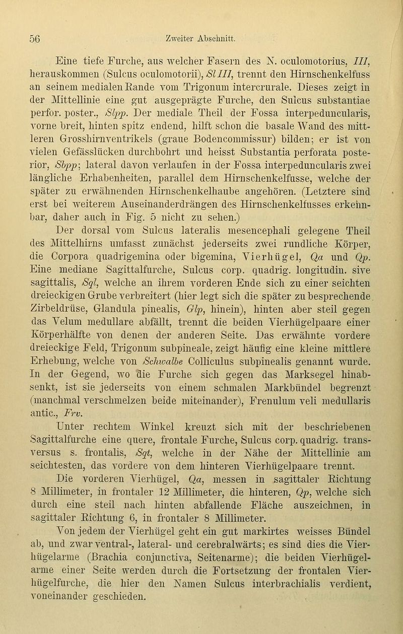 Eine tiefe Furche, aus welcher Fasern des N. oculomotorius, III, herauskommen (Sulcus oculomotorii), SlIII, trennt den Hirnschenkelfuss an seinem medialen Eande vom Trigonum intercrurale. Dieses zeigt in der Mittellinie eine gut ausgeprägte Furche, den Sulcus substantiae perfor. poster., Slpp. Der mediale Theil der Fossa interpeduncularis, vorne breit, hinten spitz endend, hilft schon die basale Wand des mitt- leren Grosshirnventrikels (graue Bodencommissur) bilden; er ist von vielen Gefässlücken durchbohrt und heisst Substantia perforata poste- rior, Sbpp; lateral davon verlaufen in der Fossa interpeduncularis zwei längliche Erhabenheiten, parallel dem Hirnschenkelfusse, welche der später zu erwähnenden Hirnschenkelhaube angehören. (Letztere sind erst bei weiterem Auseinanderdrängen des Hirnschenkelfusses erkenn- bar, daher auch in Fig. 5 nicht zu sehen.) Der dorsal vom Sulcus lateralis mesencephali gelegene Theil des Mittelhirns umfasst zunächst jederseits zwei rundliche Körper, die Corpora quadrigemina oder bigemina, Vierhügel, Qa und Qp. Eine mediane Sagittalfurche, Sulcus corp. quadrig. longitudin. sive sagittalis, Sql, welche an ihrem vorderen Ende sich zu einer seichten dreieckigen Grube verbreitert (hier legt sich die später zu besprechende. Zirbeldrüse, Glandula pinealis, Glp, hinein), hinten aber steil gegen das Velum medulläre abfällt, trennt die beiden Vierhügelpaare einer Körperhälfte von denen der anderen Seite. Das erwähnte vordere dreieckige Feld, Trigonum subpineale, zeigt häutig eine kleine mittlere Erhebung, welche von Schwalbe Colliculus subpinealis genannt wurde. In der Gegend, wo die Furche sich gegen das Marksegel hinab- senkt, ist sie jederseits von einem schmalen Markbündel begrenzt (manchmal verschmelzen beide miteinander), Frenulum veli medullaris antic, Frv. Unter rechtem Winkel kreuzt sich mit der beschriebenen Sagittalfurche eine quere, frontale Furche, Sulcus corp. quadrig. trans- versa s. frontalis, Sqt, welche in der Nähe der Mittellinie am seichtesten, das vordere von dem hinteren Vierhügelpaare trennt. Die vorderen Vierhügel, Qa, messen in sagittaler Sichtung 8 Millimeter, in frontaler 12 Millimeter, die hinteren, Qp, welche sich durch eine steil nach hinten abfallende Fläche auszeichnen, in sagittaler Sichtung 6, in frontaler 8 Millimeter. Von jedem der Vierhügel geht ein gut markirtes weisses Bündel ab, und zwar ventral-, lateral- und cerebralwärts; es sind dies die Vier- hügelarme (Brachia conjunctiva, Seitenarme); die beiden Vierhügel- arme einer Seite werden durch die Fortsetzung der frontalen Vier- hügelfurche, die hier den Namen Sulcus interbrachialis verdient, voneinander geschieden.