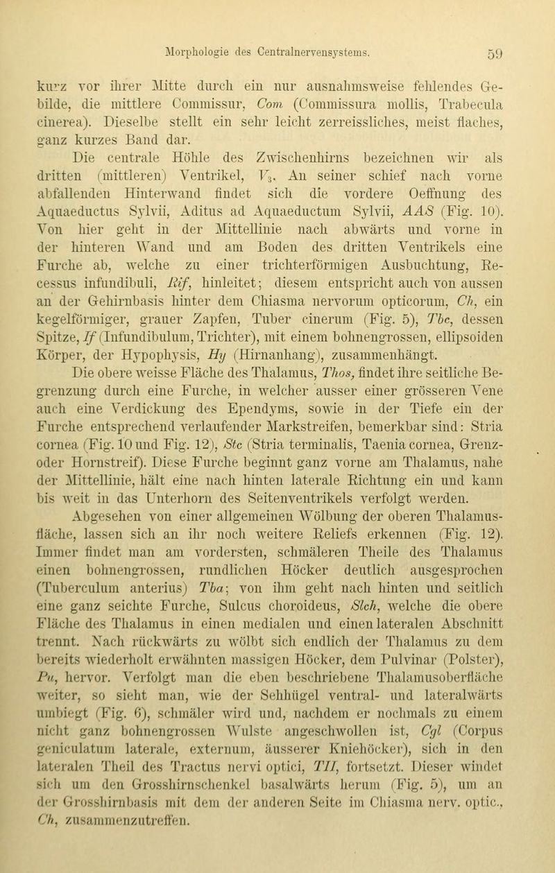 kurz vor ihrer Mitte durch ein nur ausnahmsweise fehlendes Ge- bilde, die mittlere Commissur, Com (Commissura mollis, Trabecula cinerea). Dieselbe stellt ein sehr leicht zerreissliches, meist flaches, ganz kurzes Band dar. Die centrale Höhle des Zwischenhirns bezeichnen wir als dritten | mittleren) Ventrikel, V:i. An seiner schief nach vorne abfallenden Hinterwand findet sich die vordere Oeffhung des Aquaeductus Sylvii, Aditus ad Aquaeductum Sylvii, AAS (Fig. 10). Von hier geht in der Mittellinie nach abwärts und vorne in der hinteren Wand und am Boden des dritten Ventrikels eine Furche ab, welche zu einer trichterförmigen Ausbuchtung, Ee- cessus infundibuli, ßif, hinleitet; diesem entspricht auch von aussen an der Gehirnbasis hinter dem Chiasma nervorum opticorum, Ch, ein kegelförmiger, grauer Zapfen, Tuber cinerum (Fig. 5), Tbc, dessen Spitze, If (Infandibulum, Trichter), mit einem bohnengrossen, ellipsoiden Körper, der Hypophysis, Hy (Hirnanhang), zusammenhängt. Die obere weisse Fläche des Thalamus, Thos, findet ihre seitliche Be- grenzung durch eine Furche, in welcher ausser einer grösseren Vene auch eine Verdickung des Ependyms, sowie in der Tiefe ein der Furche entsprechend verlaufender Markstreifen, bemerkbar sind: Stria cornea (Fig. 10 und Fig. 12), Stc (Stria terminalis, Taenia cornea, Grenz- oder Hornstreif). Diese Furche beginnt ganz vorne am Thalamus, nahe der Mittellinie, hält eine nach hinten laterale Richtung ein und kann bis weit in das Unterhorn des Seitenventrikels verfolgt werden. Abgesehen von einer allgemeinen Wölbung der oberen Thalamus- fläche, lassen sich an ihr noch weitere Eeliefs erkennen (Fig. 12). Immer findet man am vordersten, schmäleren Theile des Thalamus einen bohnengrossen, rundlichen Höcker deutlich ausgesprochen (Tuberculum anterius) Tba\ von ihm geht nach hinten und seitlich eine ganz seichte Furche, Sulcus choroideus, Sich, welche die obere Fläche des Thalamus in einen medialen und einen lateralen Abschnitt trennt. Nach rückwärts zu wölbt sich endlich der Thalamus zu dem berejts wiederholt erwähnten massigen Höcker, dem Pulvinar (Polster), l'n, hervor. Verfolgt man die eben beschriebene Thalamusoberfiäche weiter, so sieht man, wie der Sehhügel ventral- und lateralwärts umbiegt (Fig. 0), schmäler wird und, nachdem er nochmals zu einem nicht ganz bohnengrossen Wulste angeschwollen ist, Cgi (Corpus geniculatum laterale, externum, äusserer Kniehöcker), sich in den Lateralen Theil des Tractus nervi optici, 77/. fortsetzt. Dieser windet sich um den Grosshirnschenke] basalwärts herum (Fig. 5), um an der Grosshirnbasis mit dem der anderen Seite im Chiasma nerv, optic, ('//. zusammenzutreffen.